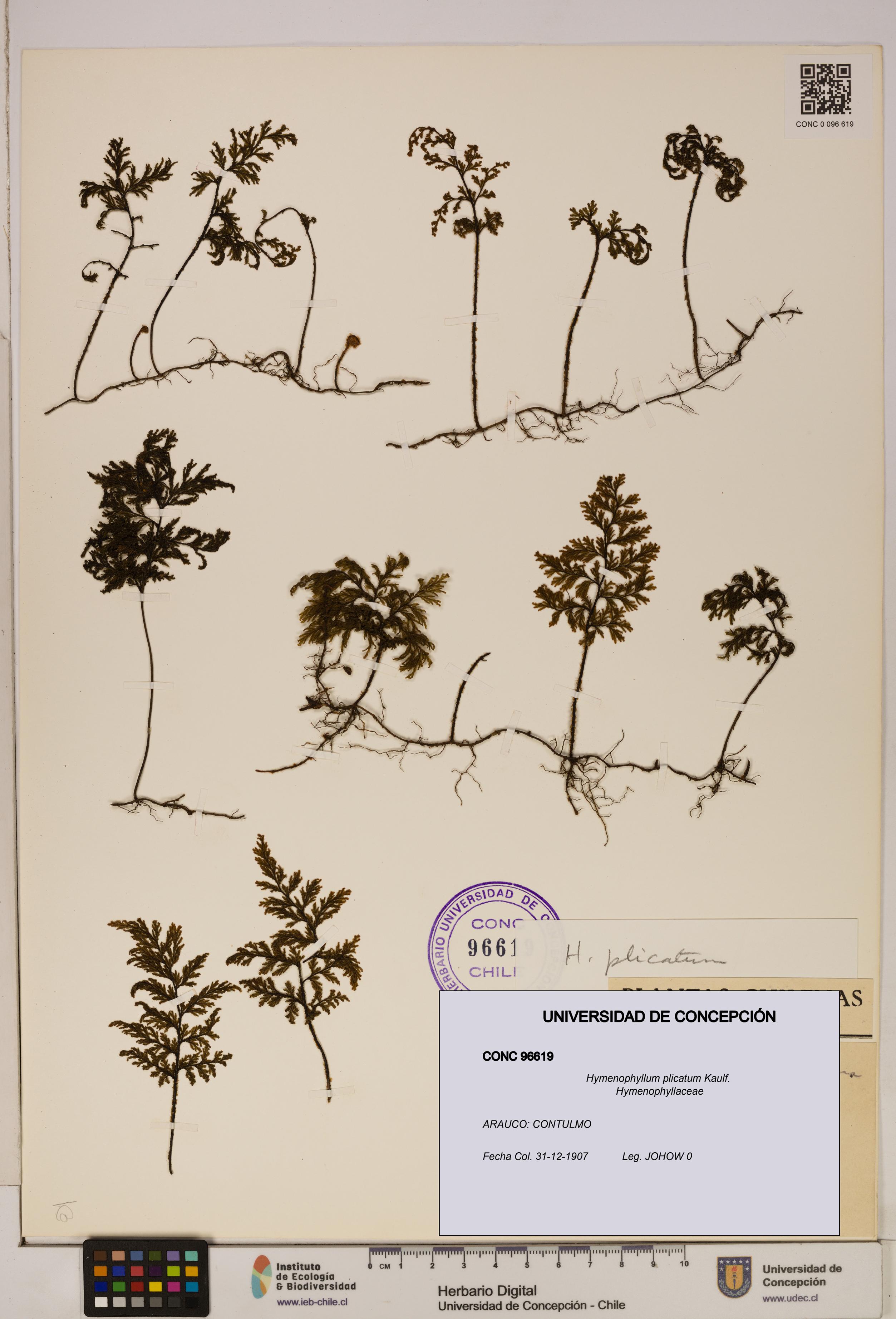 Hymenophyllum plicatum [Espécimen: ]