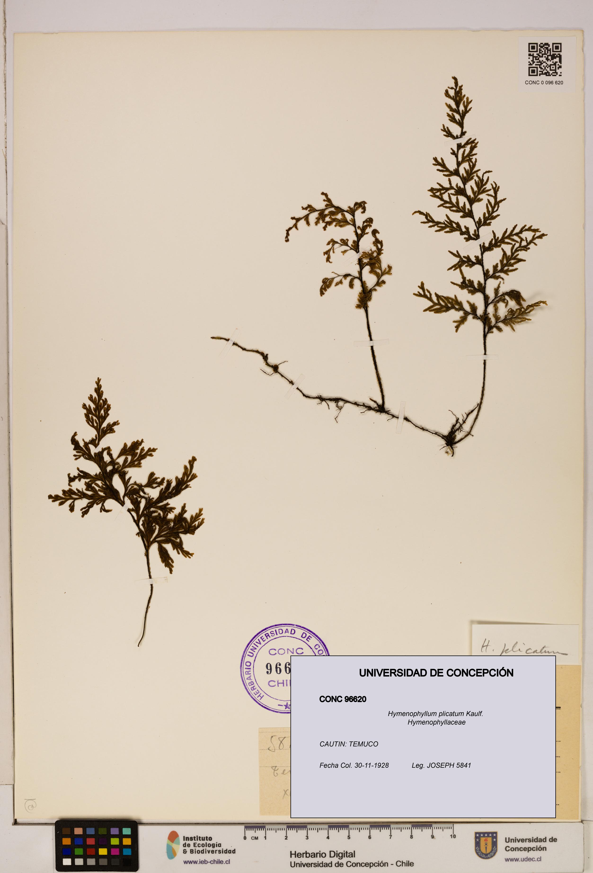 Hymenophyllum plicatum [Espécimen: ]