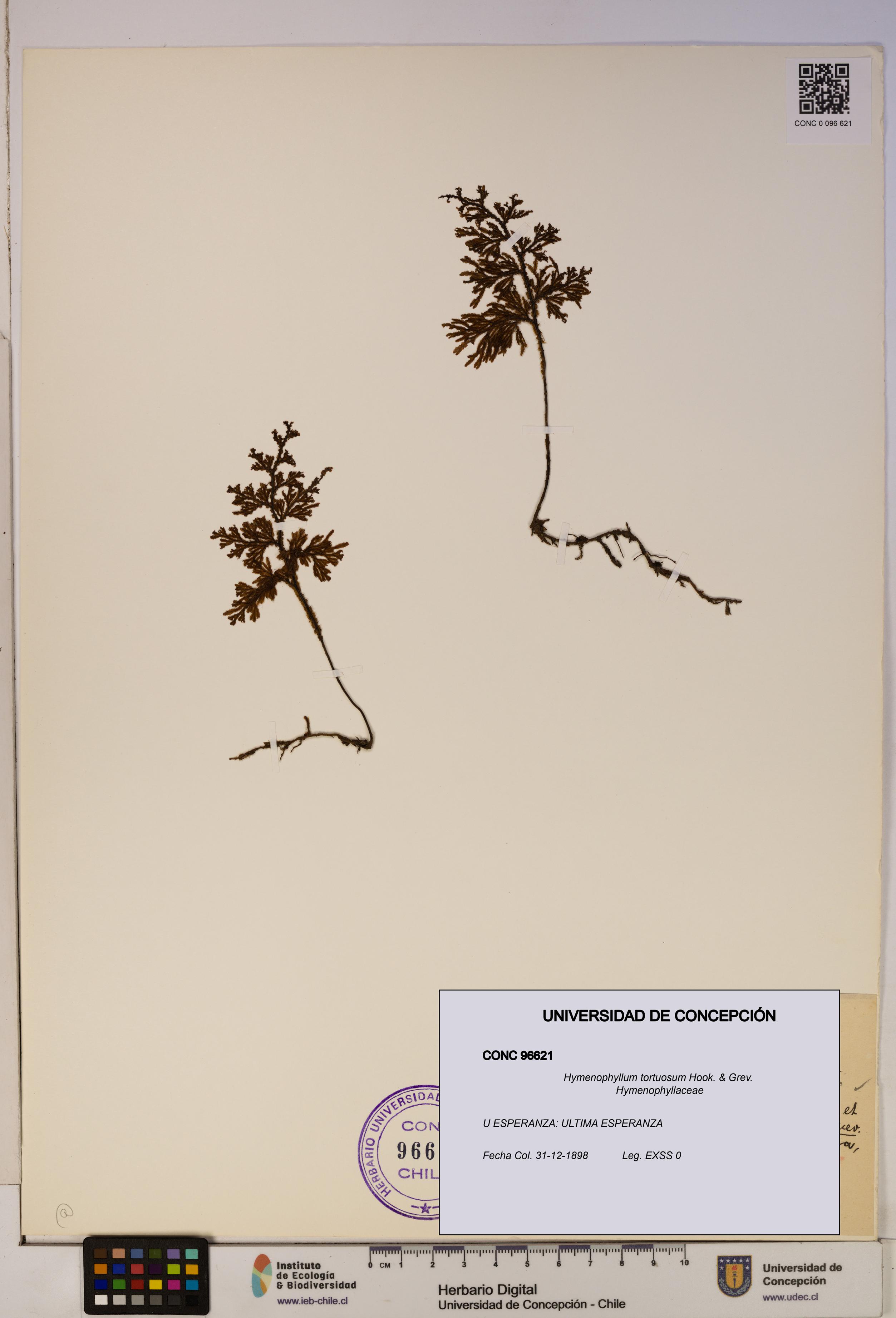 Hymenophyllum tortuosum [Espécimen: ]