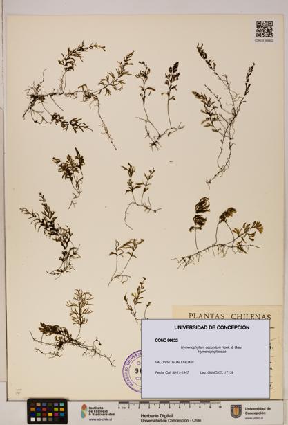 Hymenophyllum secundum [Espécimen: ]