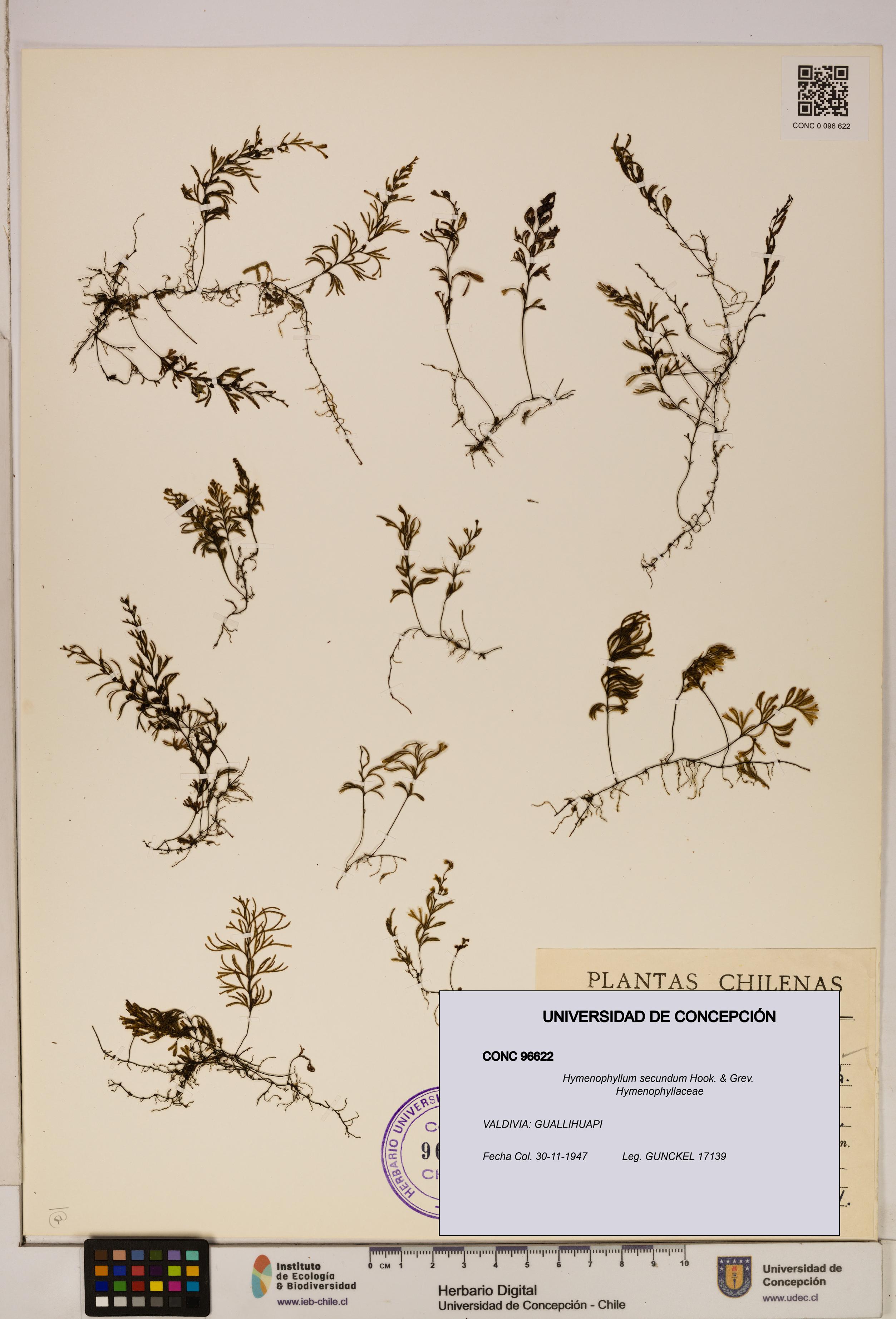 Hymenophyllum secundum [Espécimen: ]