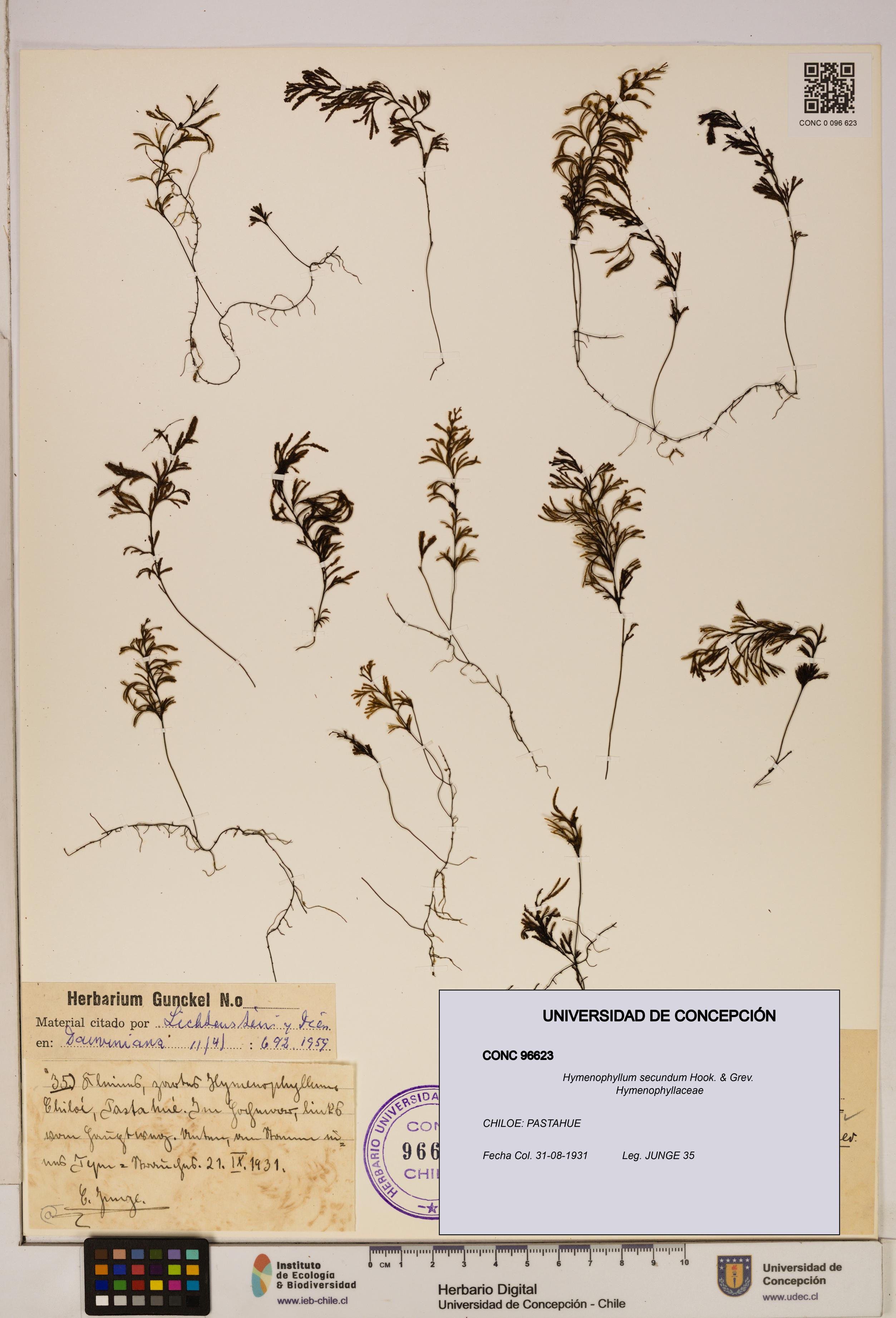 Hymenophyllum secundum [Espécimen: ]