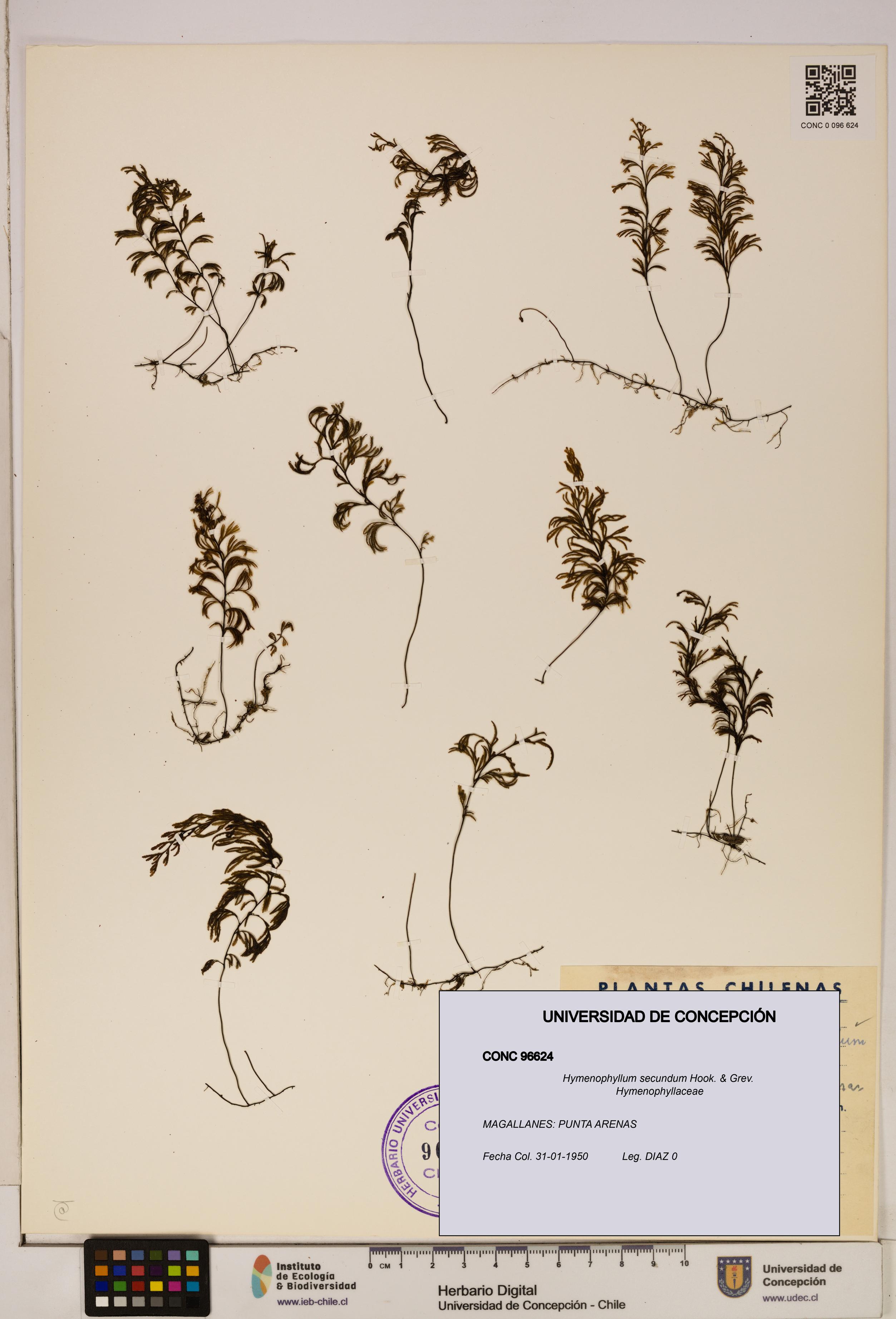 Hymenophyllum secundum [Espécimen: ]