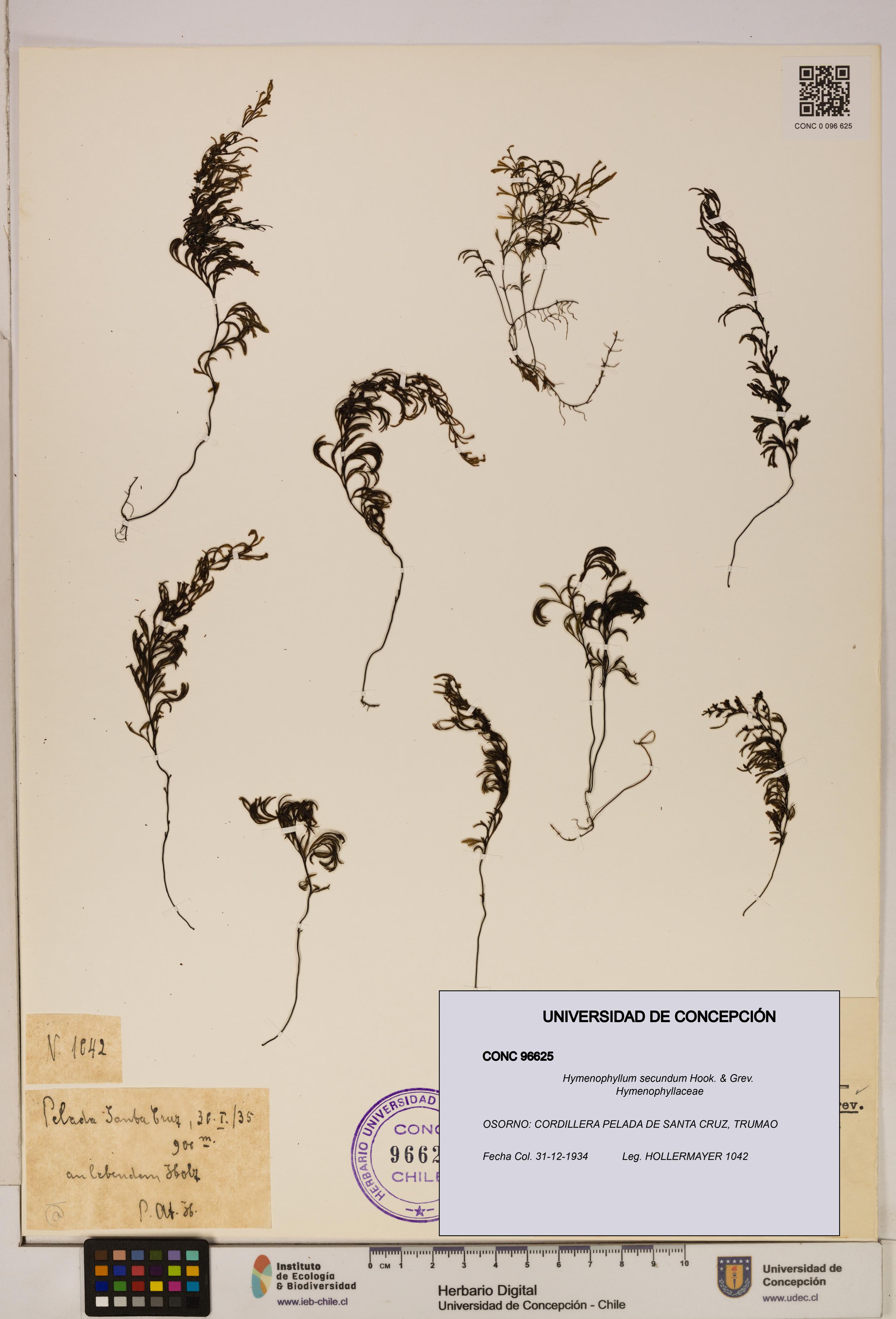 Hymenophyllum secundum [Espécimen: ]