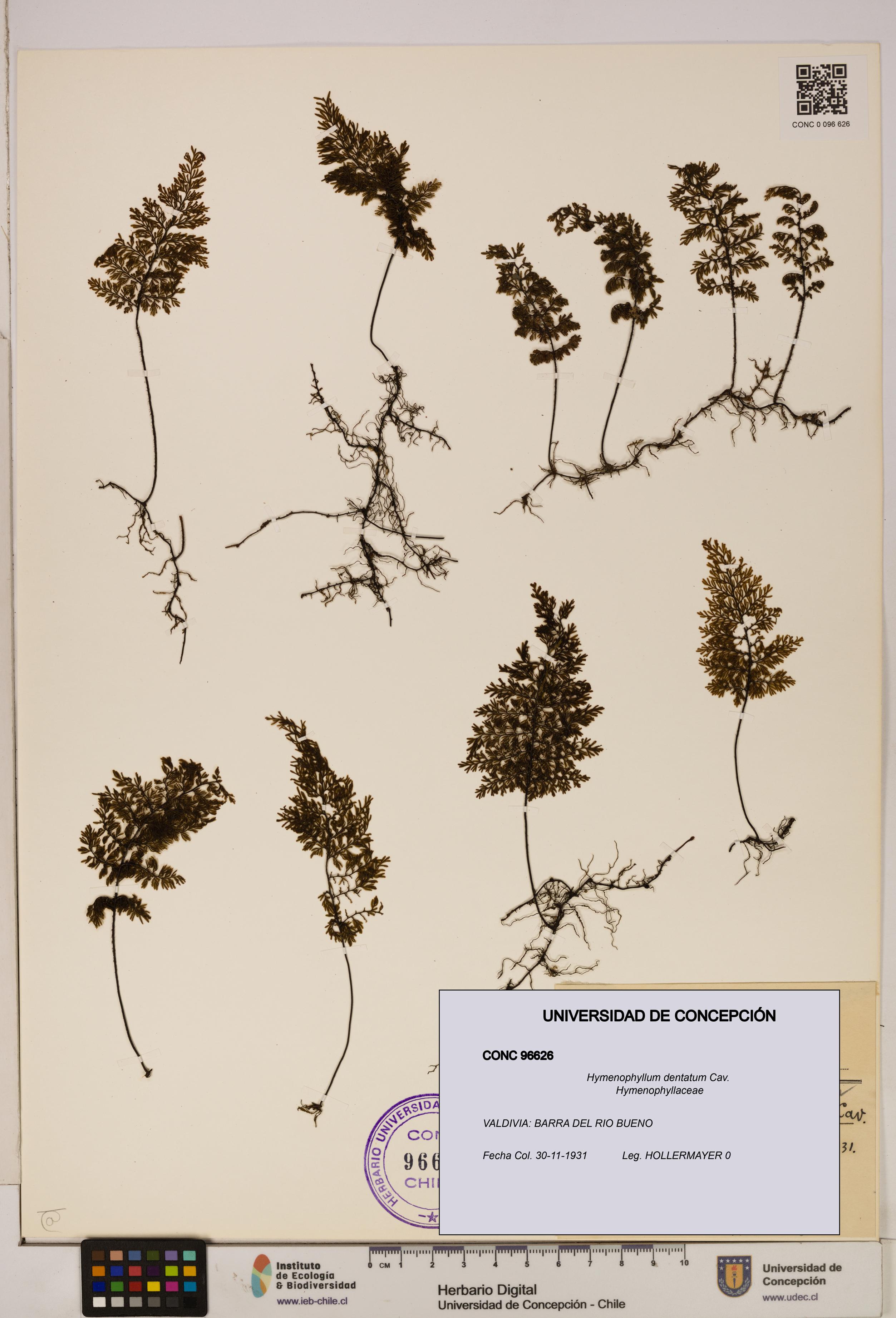 Hymenophyllum dentatum [Espécimen: UDEC:CONC:0096626]