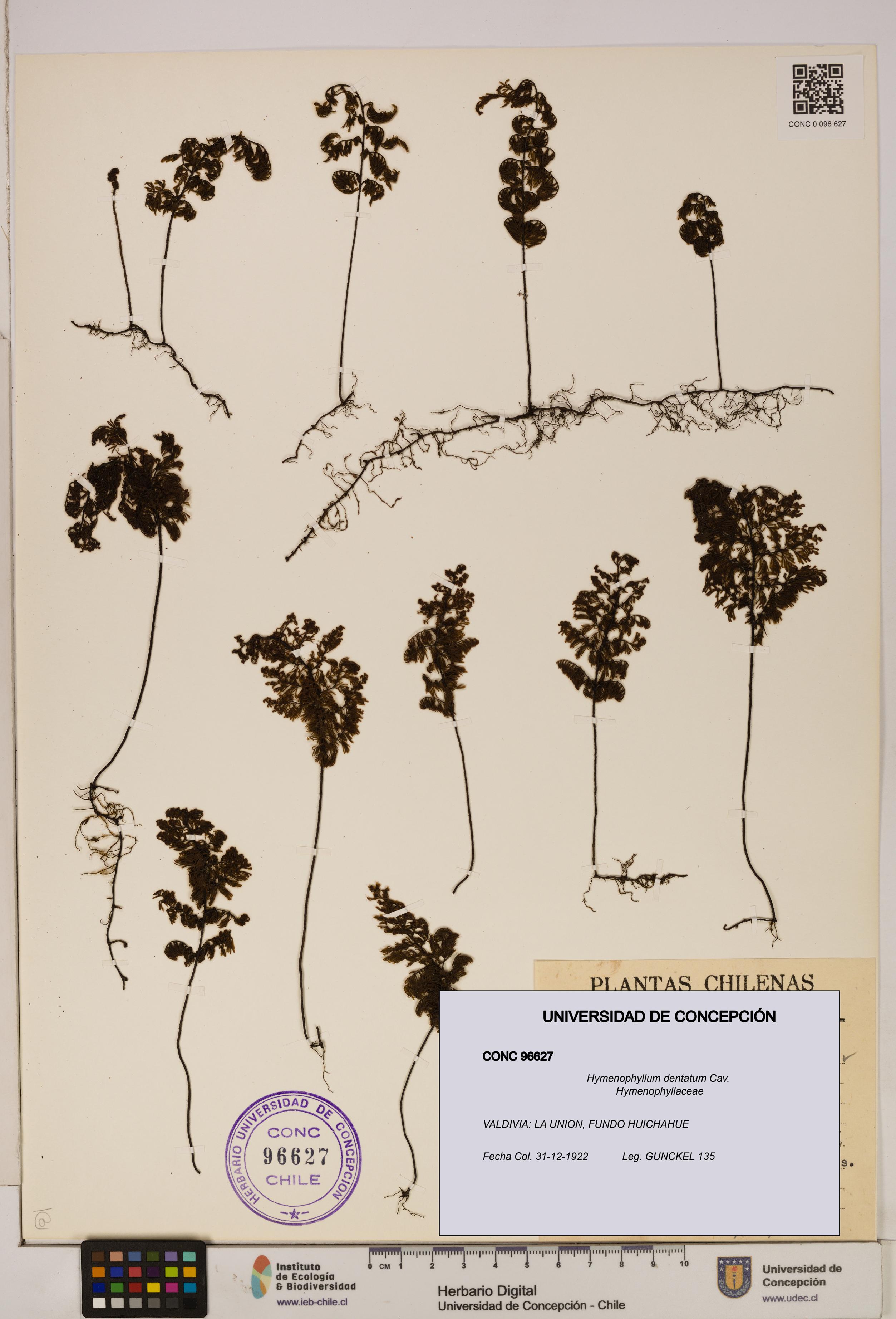 Hymenophyllum dentatum [Espécimen: UDEC:CONC:0096627]