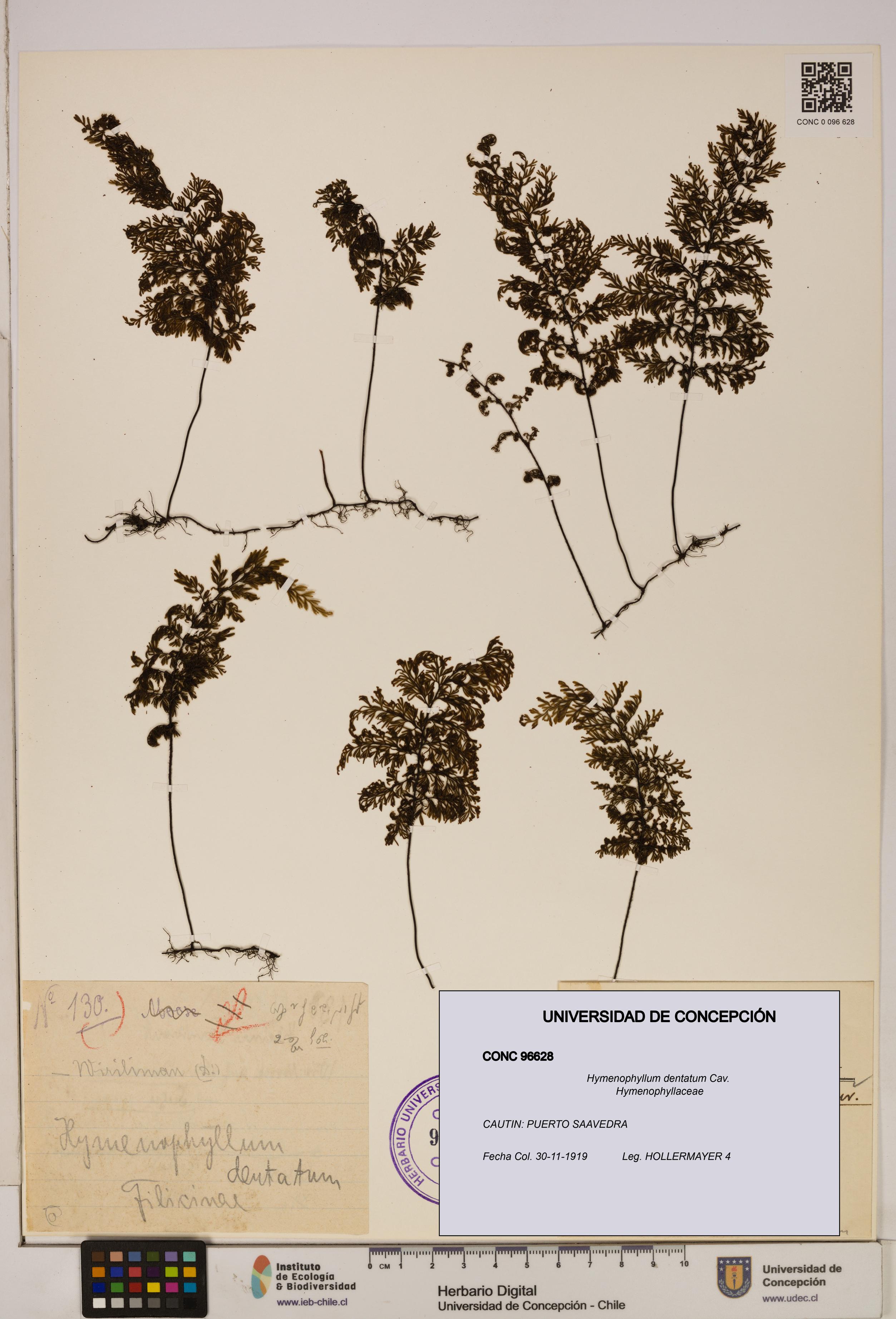 Hymenophyllum dentatum [Espécimen: UDEC:CONC:0096628]