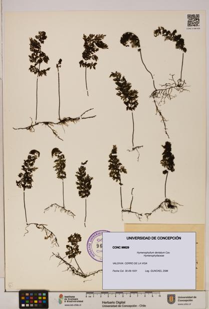 Hymenophyllum dentatum [Espécimen: UDEC:CONC:0096629]