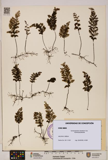 Hymenophyllum dentatum [Espécimen: UDEC:CONC:0096630]