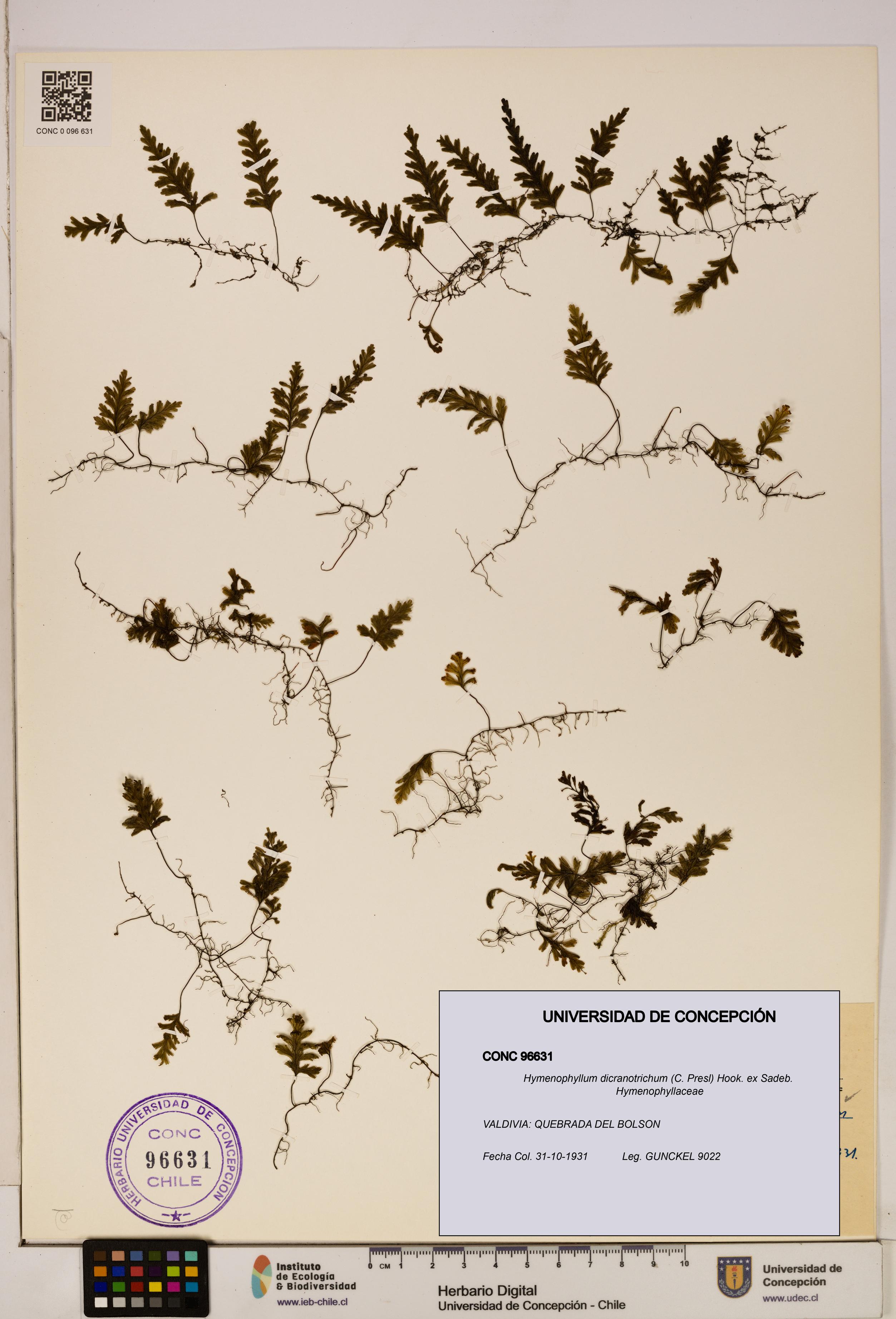 Hymenophyllum dicranotrichum [Espécimen: UDEC:CONC:0096631]