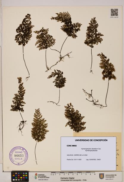 Hymenophyllum dentatum [Espécimen: UDEC:CONC:0096632]