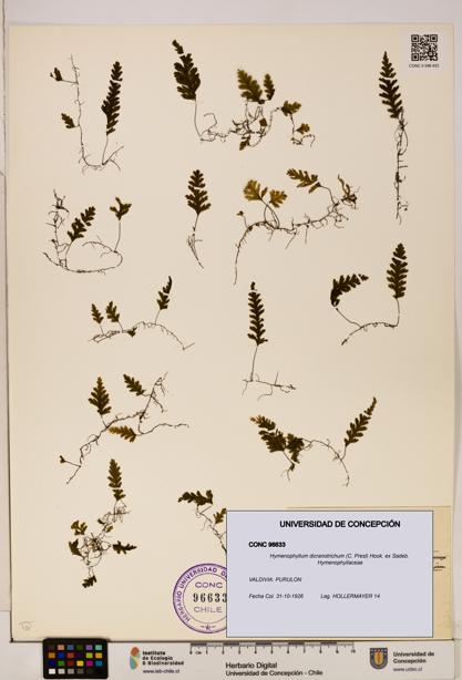 Hymenophyllum dicranotrichum [Espécimen: UDEC:CONC:0096633]