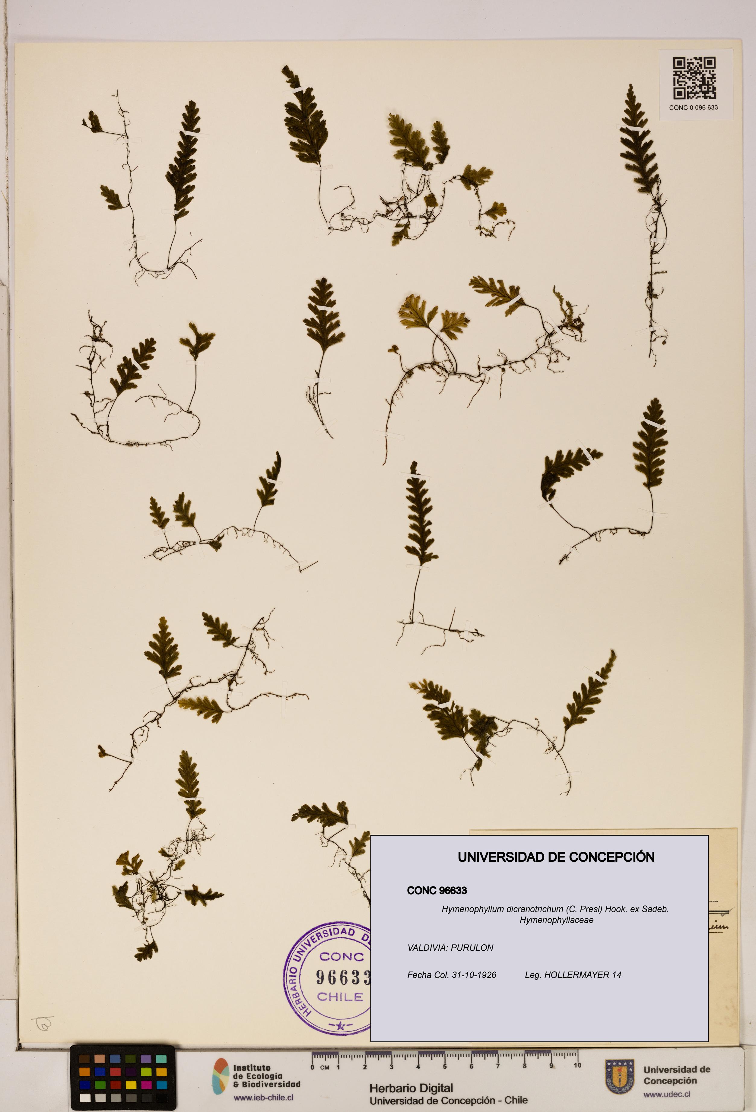 Hymenophyllum dicranotrichum [Espécimen: UDEC:CONC:0096633]