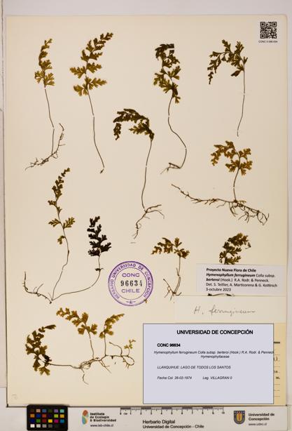 Hymenophyllum ferrugineum [Espécimen: UDEC:CONC:0096634]