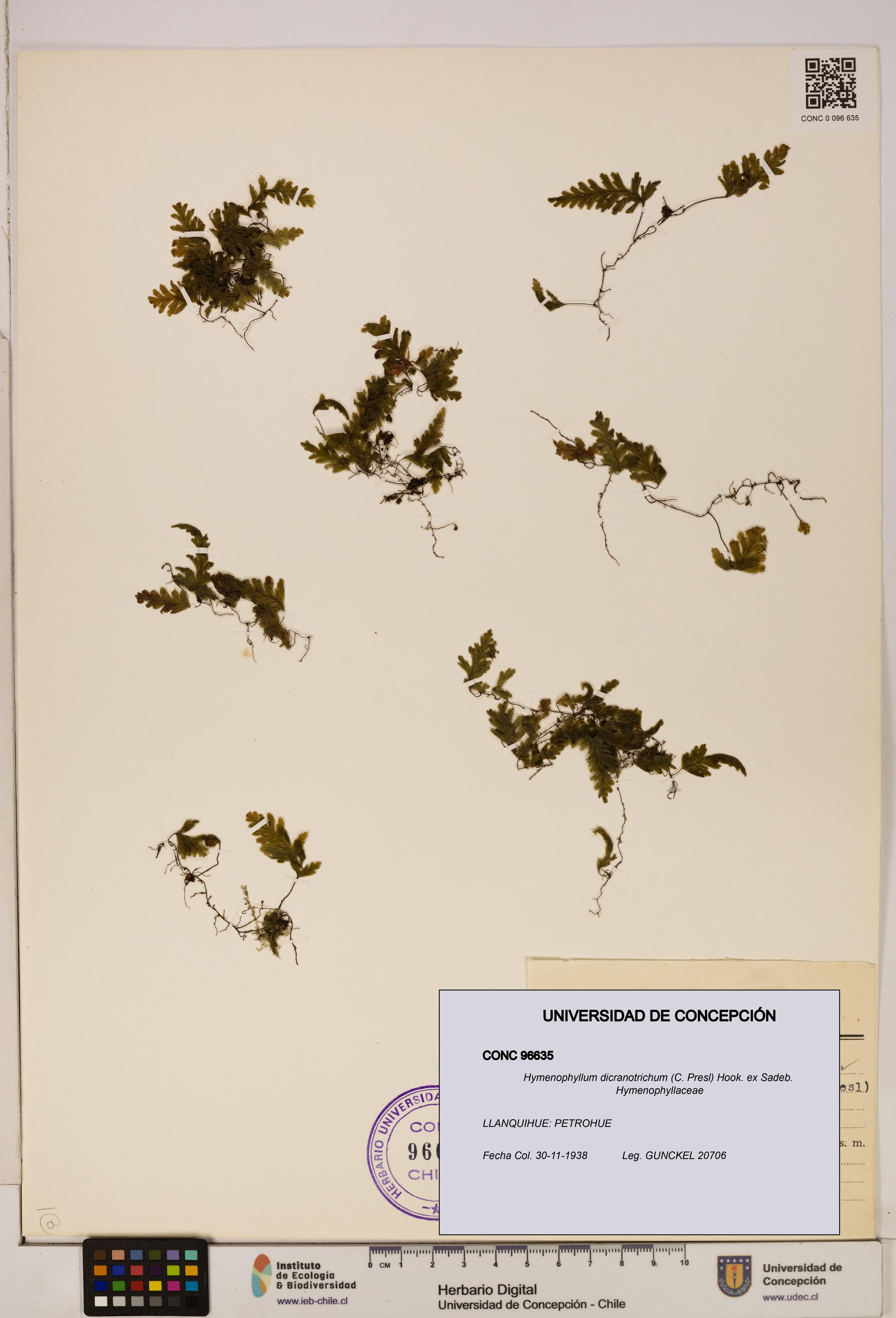 Hymenophyllum dicranotrichum [Espécimen: UDEC:CONC:0096635]