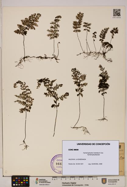 Hymenophyllum dentatum [Espécimen: UDEC:CONC:0096636]