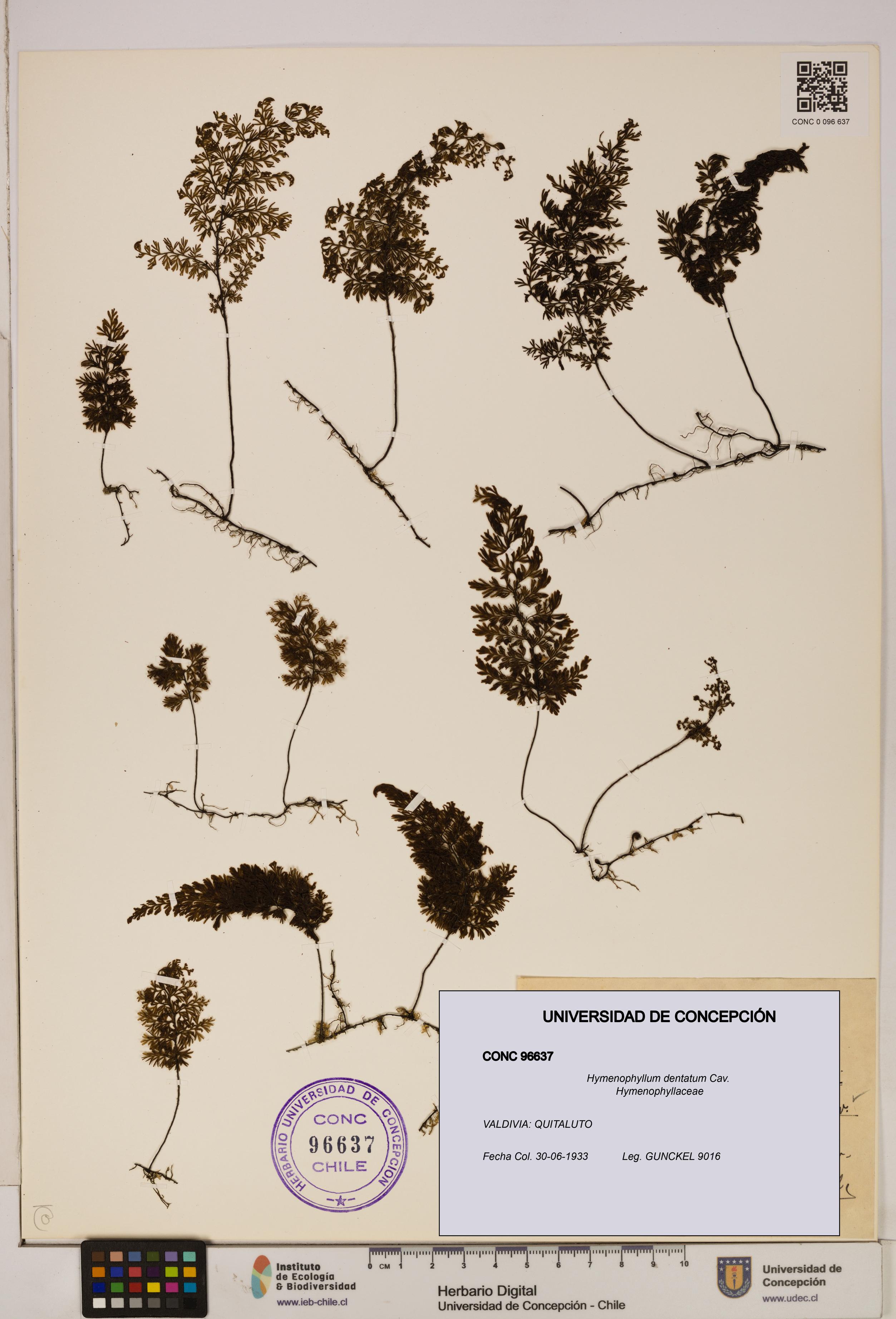 Hymenophyllum dentatum [Espécimen: UDEC:CONC:0096637]