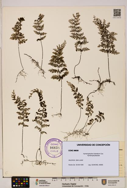 Hymenophyllum dentatum [Espécimen: UDEC:CONC:0096638]