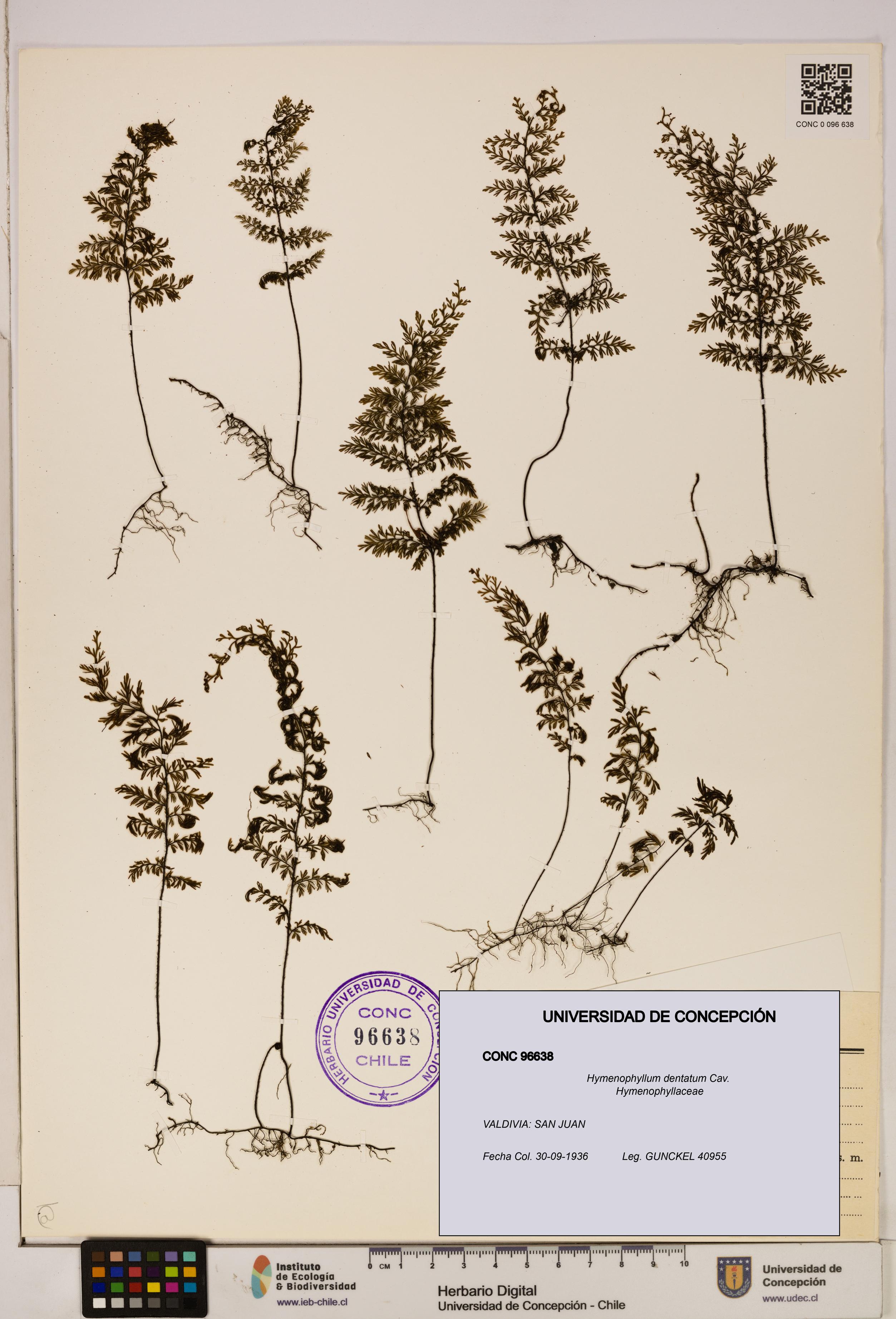 Hymenophyllum dentatum [Espécimen: UDEC:CONC:0096638]