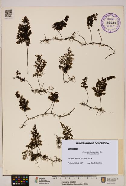 Hymenophyllum dentatum [Espécimen: UDEC:CONC:0096639]