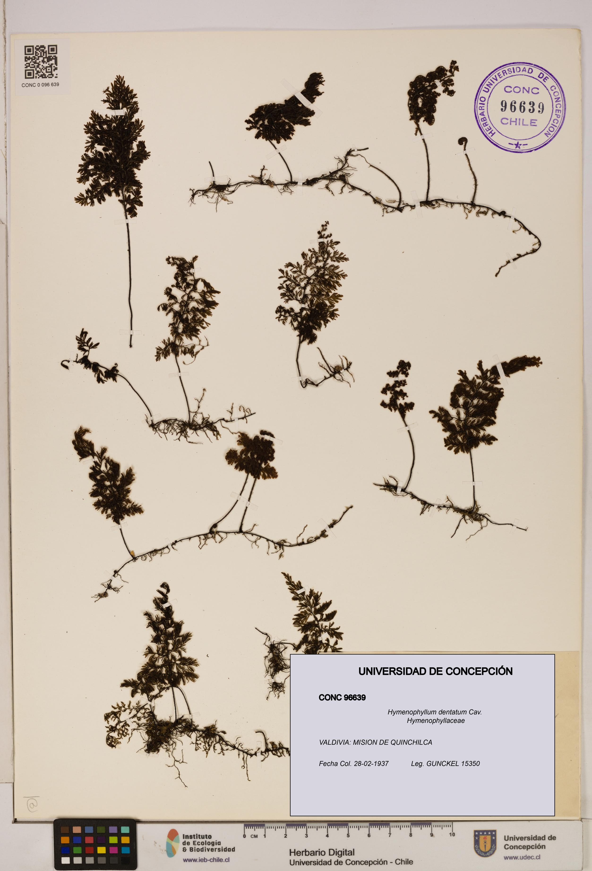Hymenophyllum dentatum [Espécimen: UDEC:CONC:0096639]