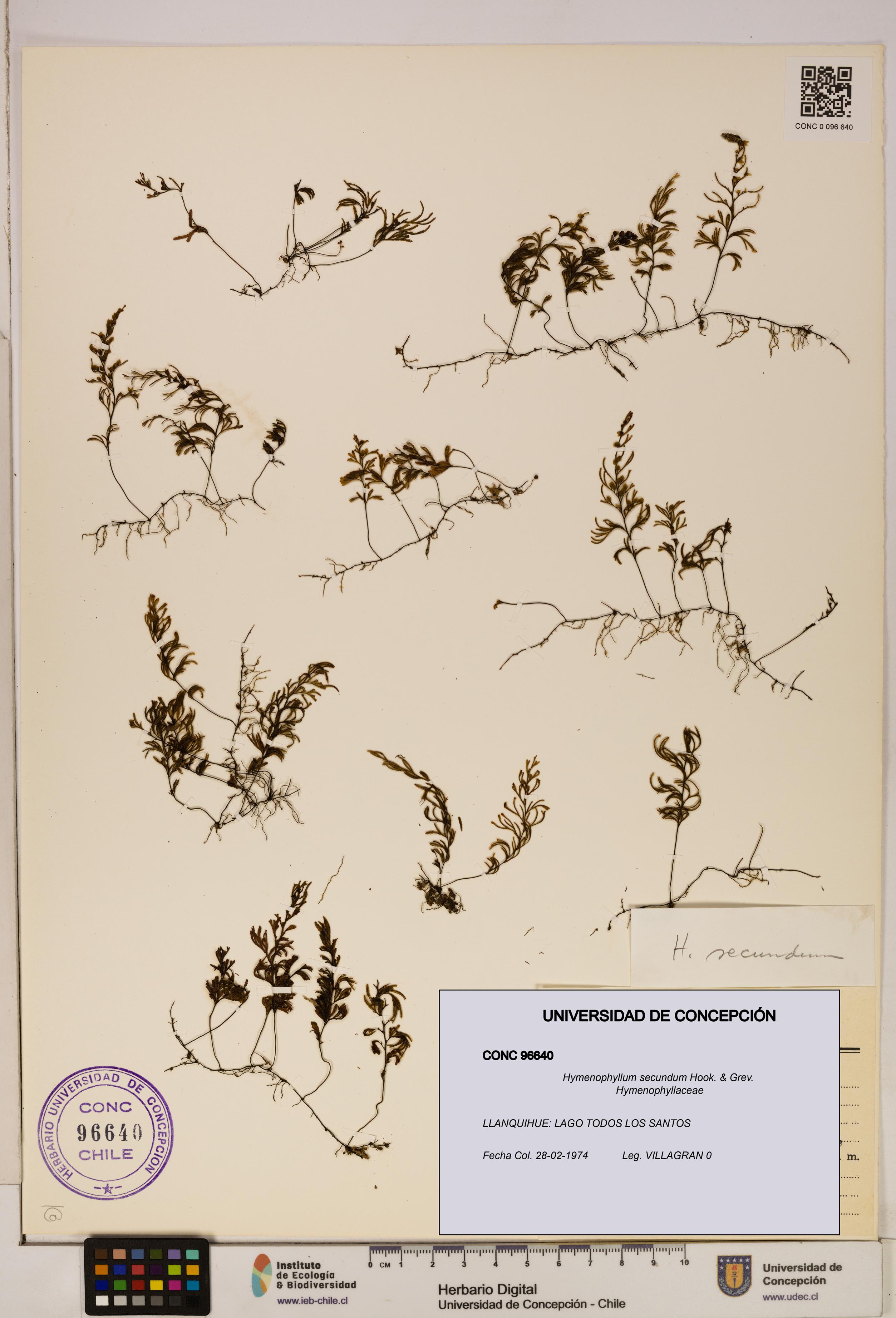 Hymenophyllum secundum [Espécimen: ]
