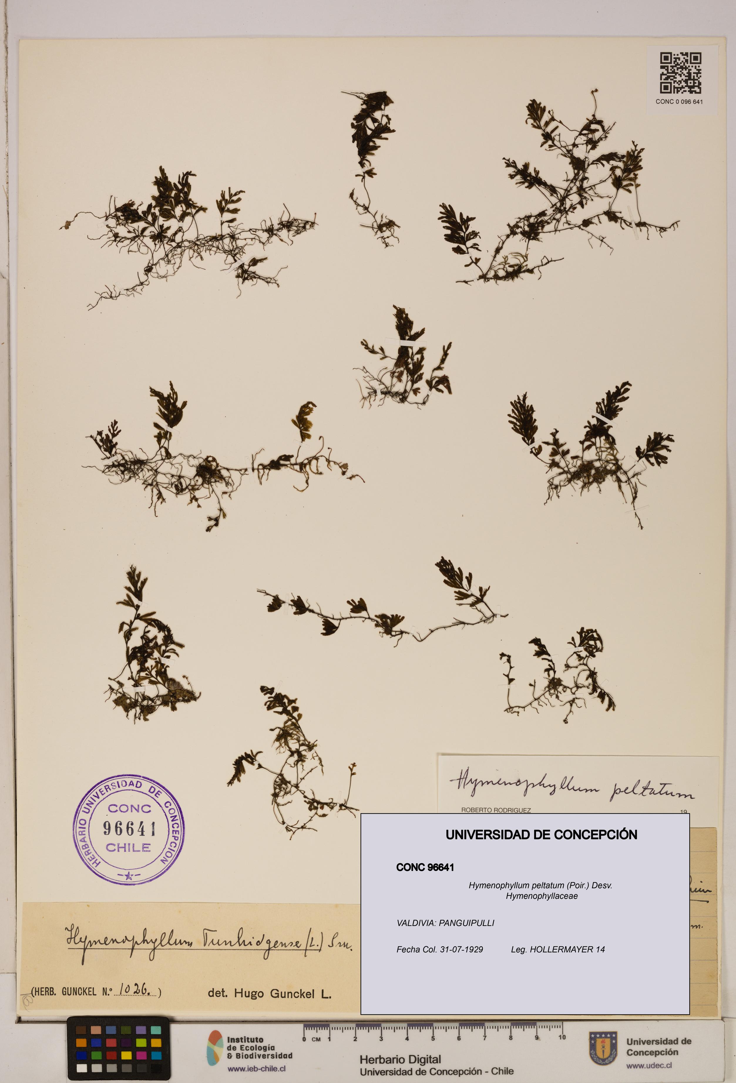 Hymenophyllum peltatum [Espécimen: ]