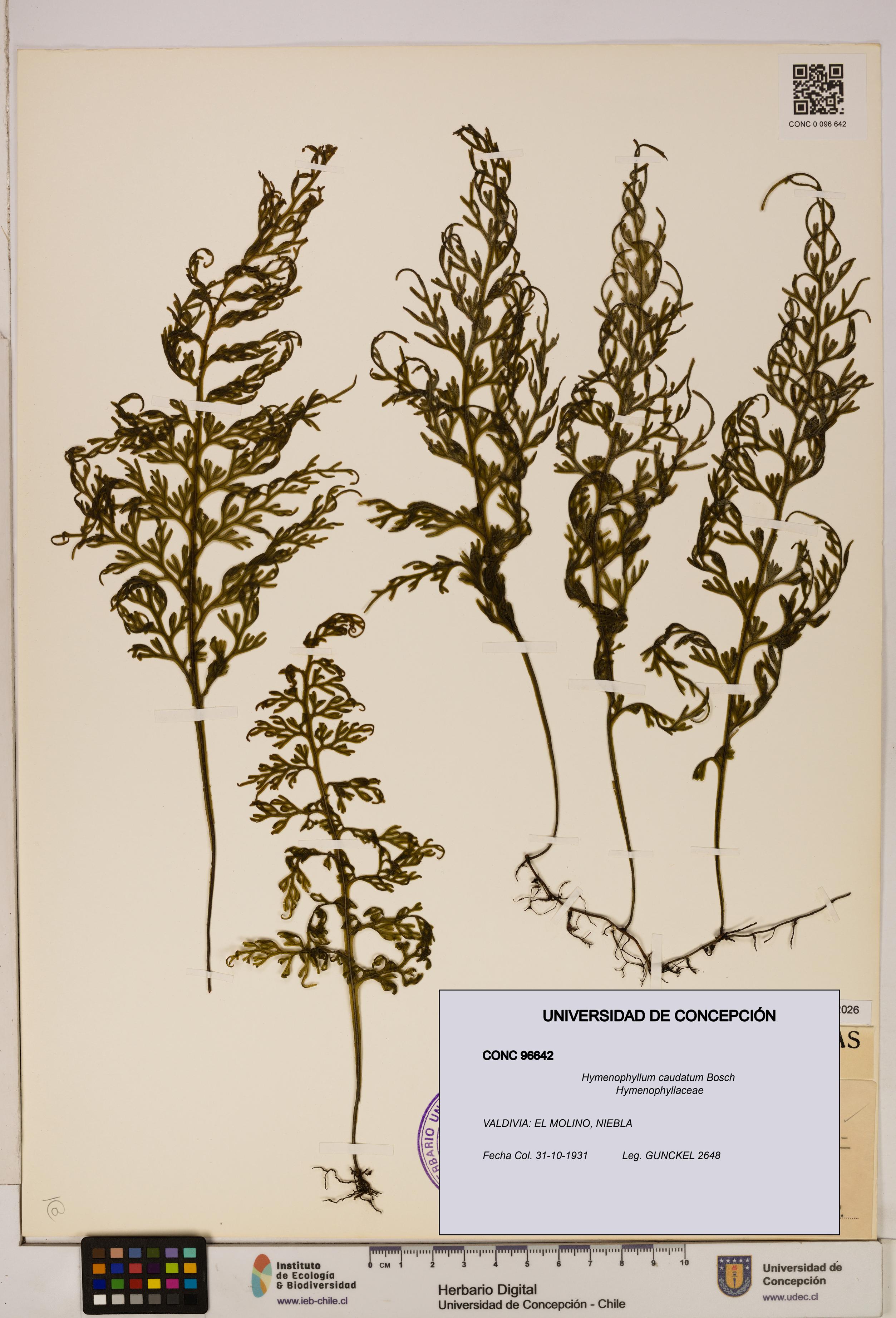 Hymenophyllum caudatum [Espécimen: UDEC:CONC:0096642]