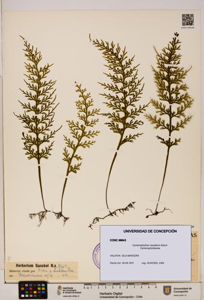 Hymenophyllum caudatum [Espécimen: UDEC:CONC:0096643]