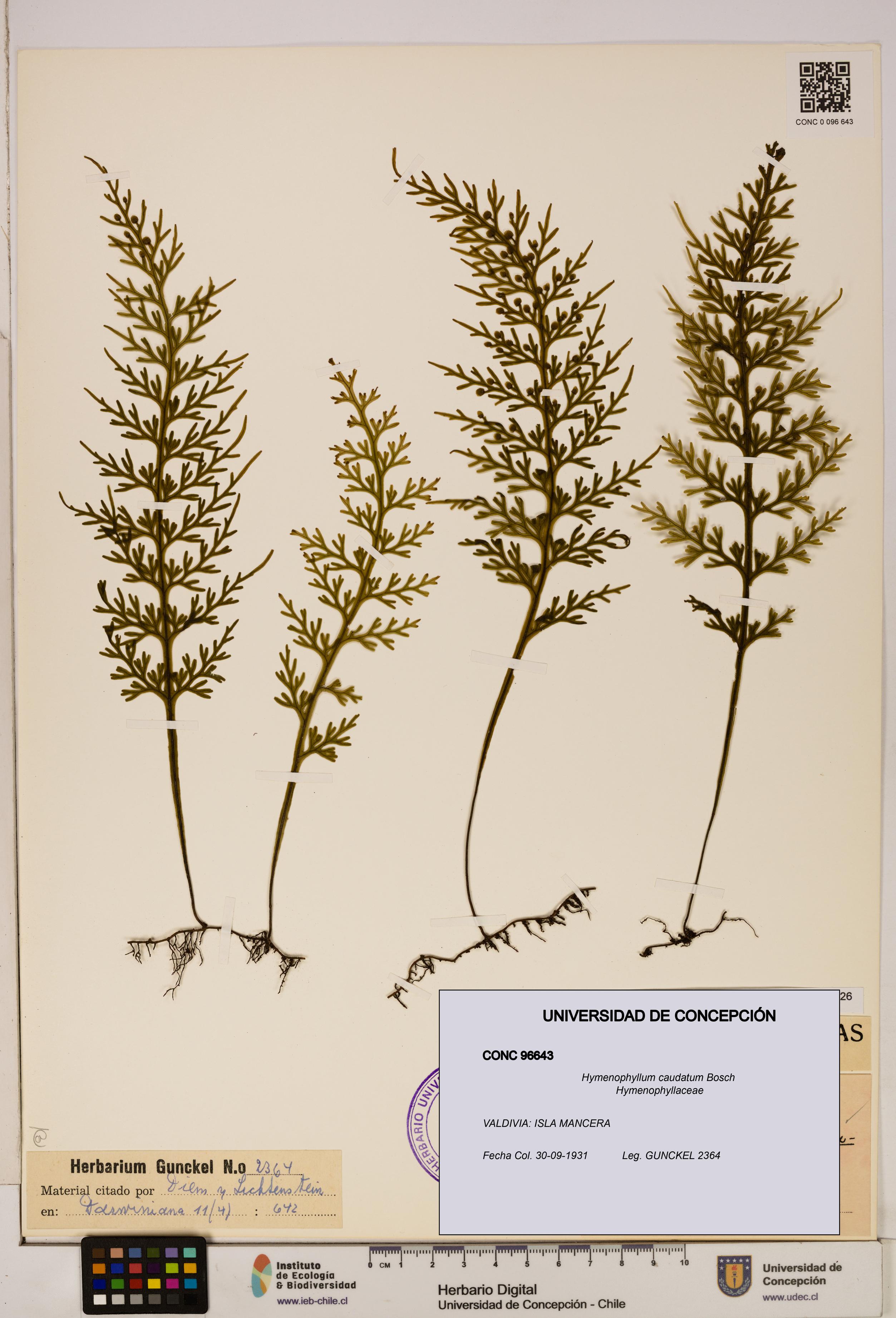 Hymenophyllum caudatum [Espécimen: UDEC:CONC:0096643]