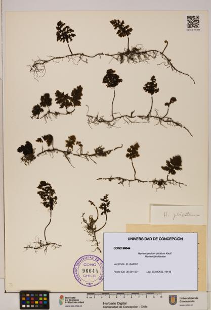 Hymenophyllum plicatum [Espécimen: ]
