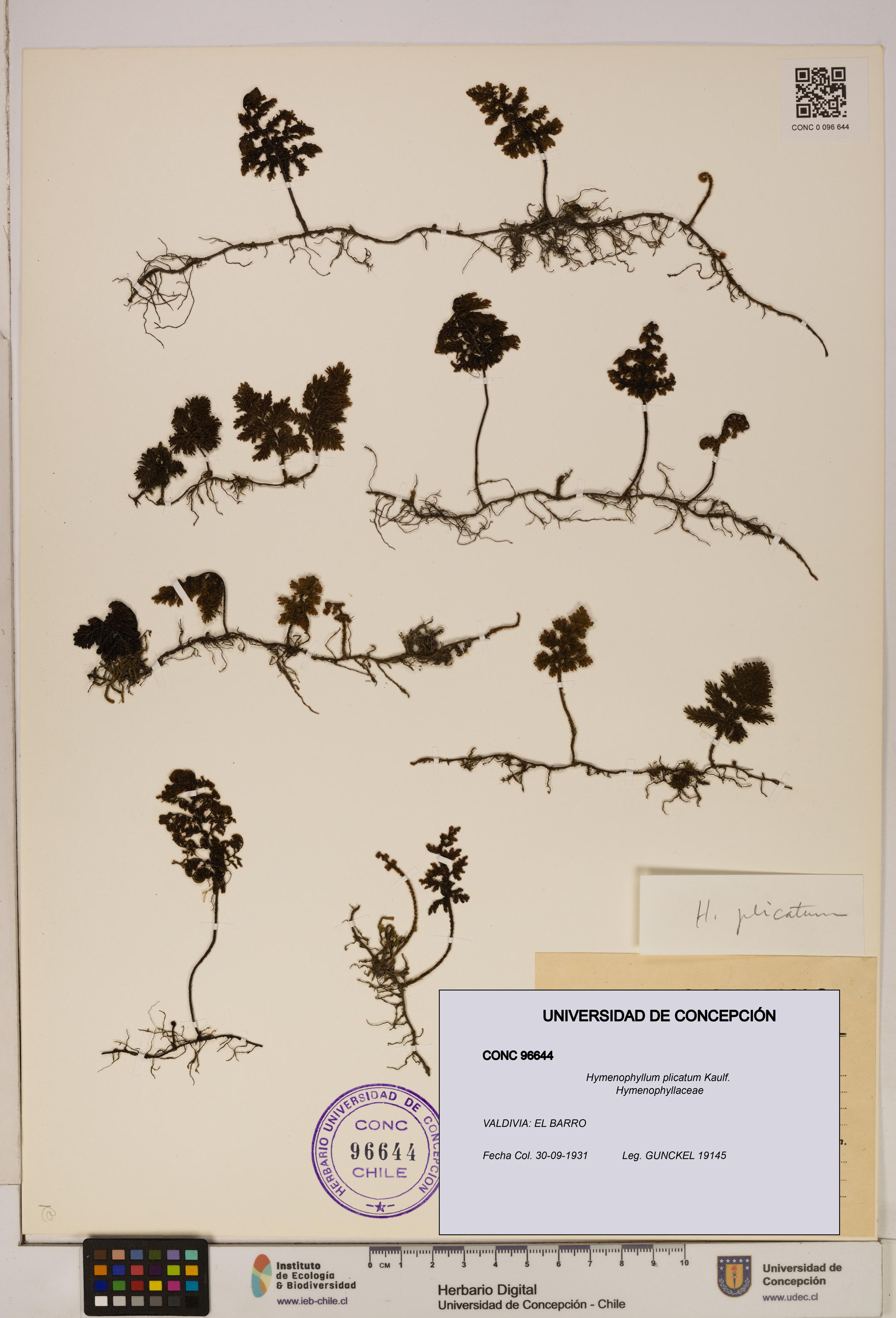 Hymenophyllum plicatum [Espécimen: ]