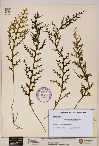 Hymenophyllum caudatum [Espécimen: UDEC:CONC:0096645]