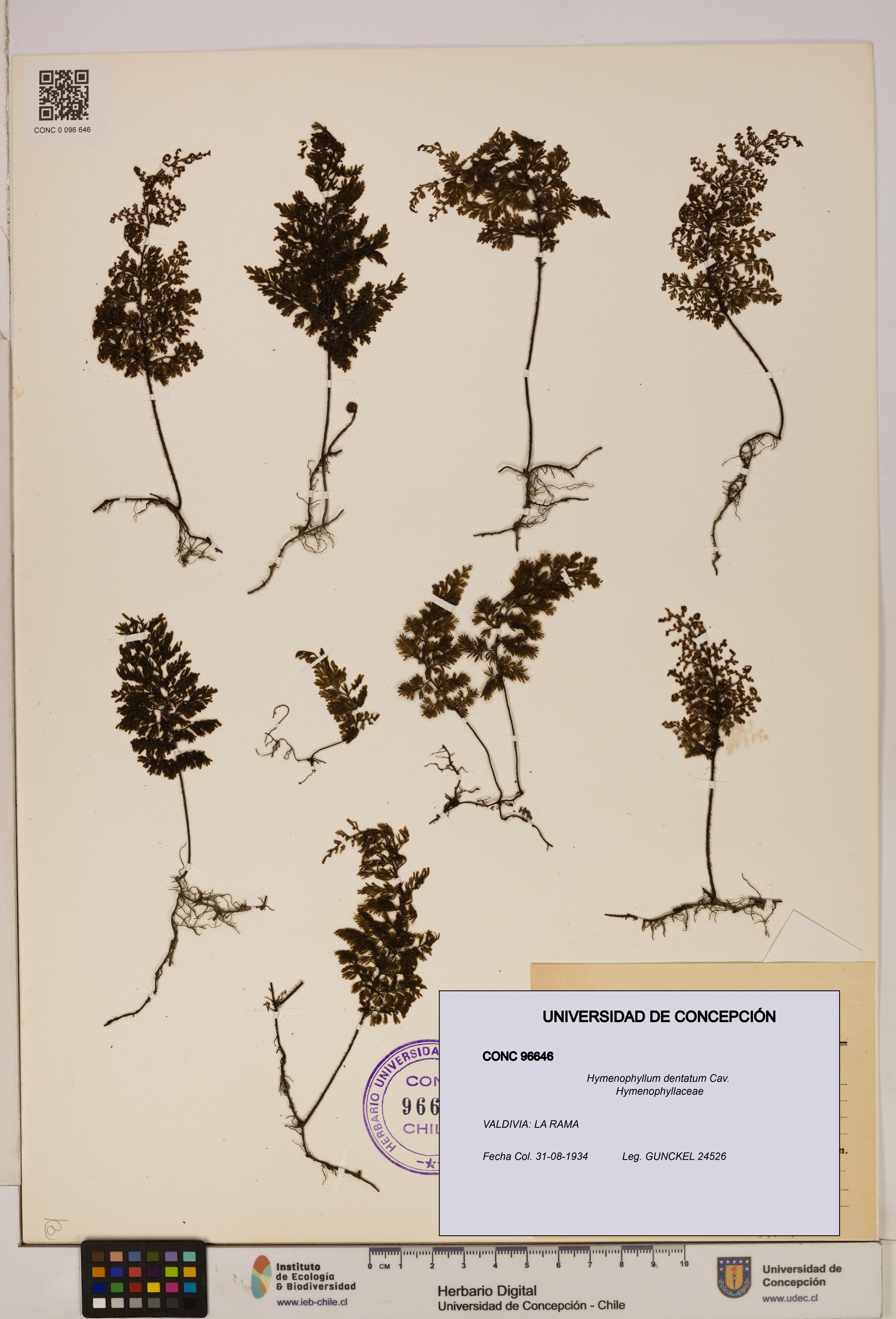 Hymenophyllum dentatum [Espécimen: UDEC:CONC:0096646]