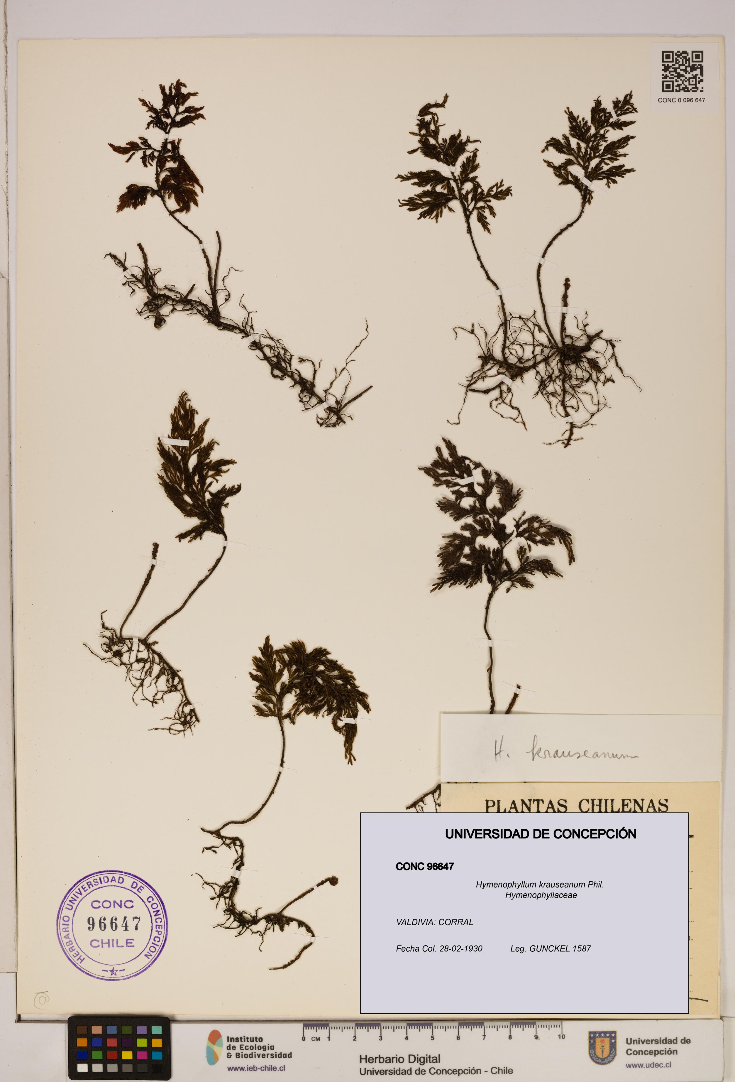 Hymenophyllum krauseanum [Espécimen: ]