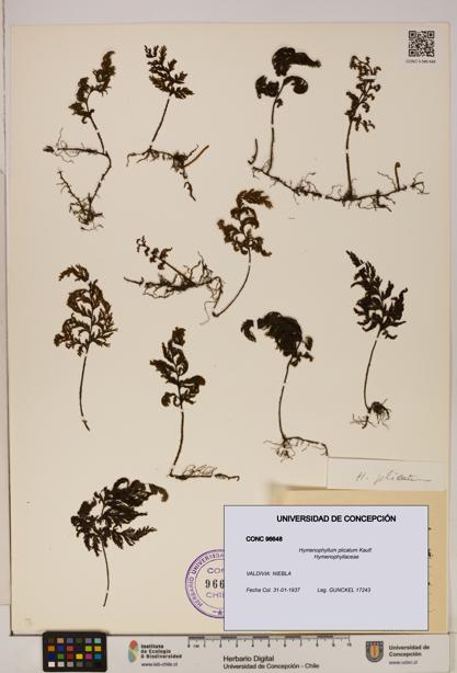 Hymenophyllum plicatum [Espécimen: ]