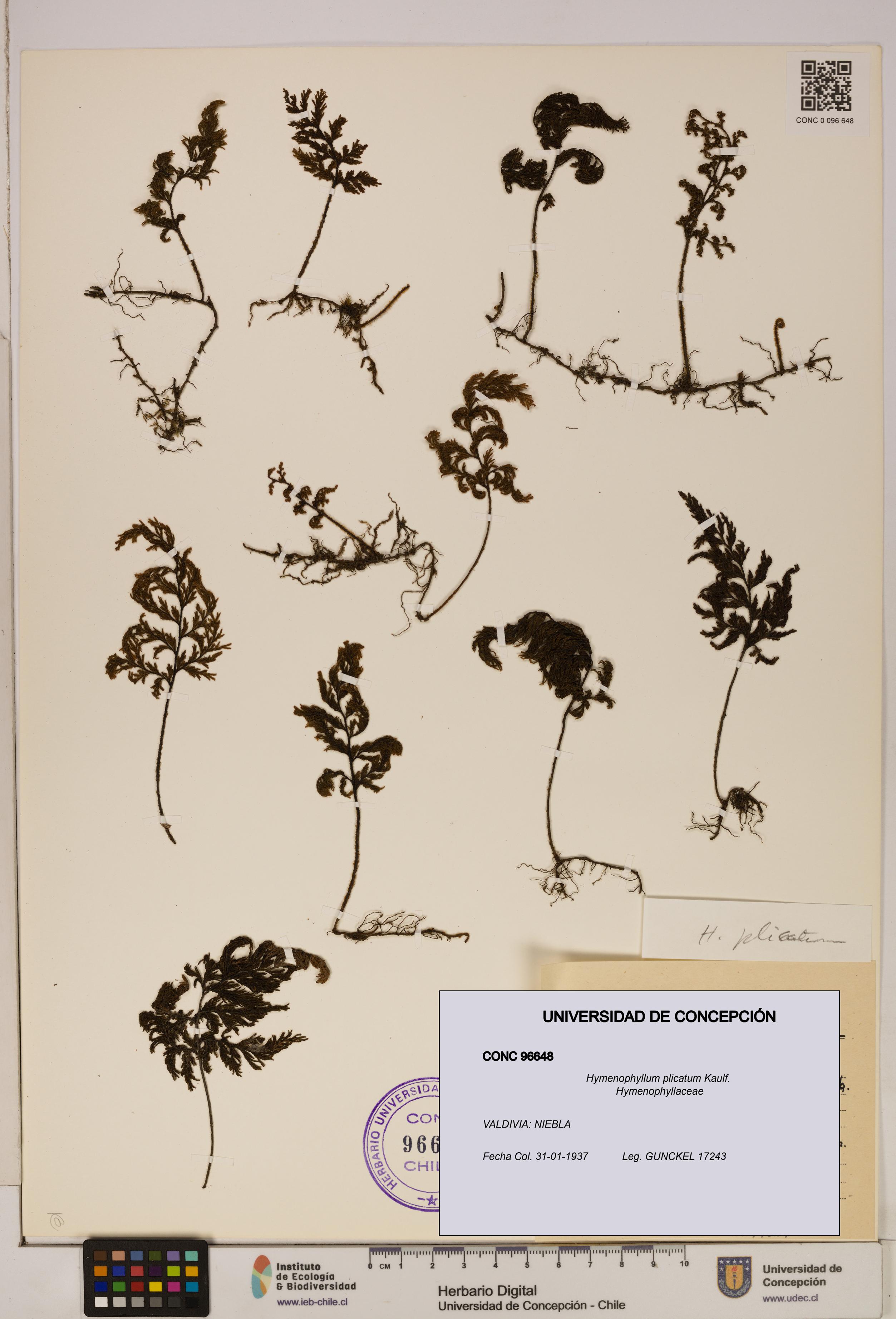 Hymenophyllum plicatum [Espécimen: ]