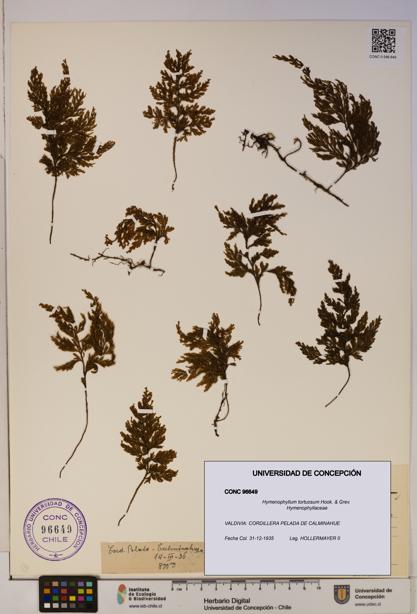Hymenophyllum tortuosum [Espécimen: ]