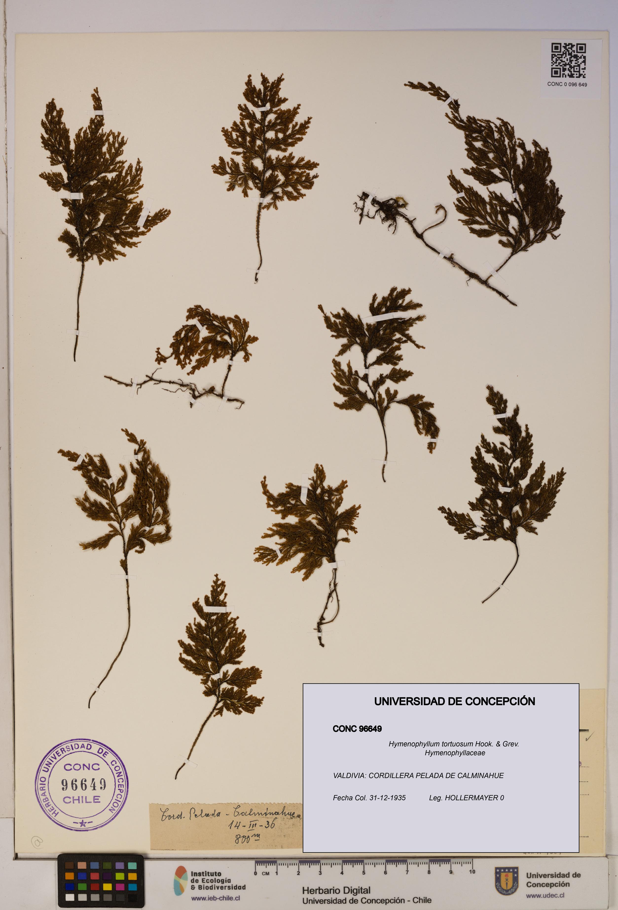 Hymenophyllum tortuosum [Espécimen: ]