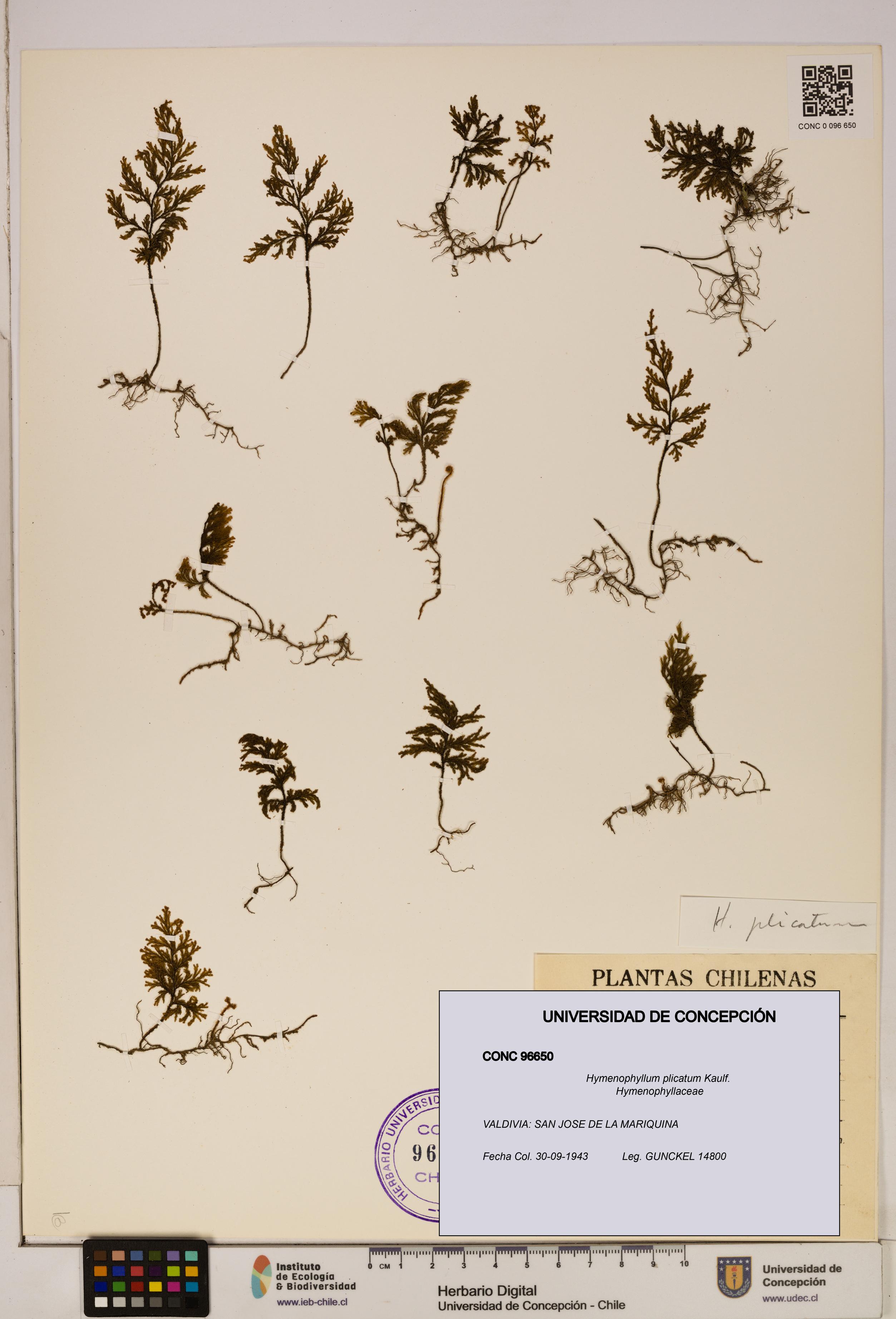 Hymenophyllum plicatum [Espécimen: ]