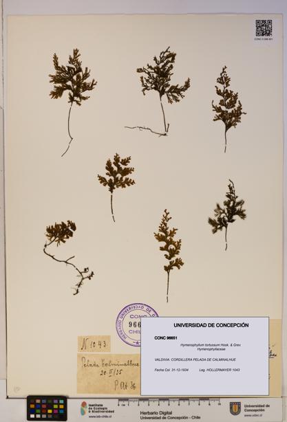 Hymenophyllum tortuosum [Espécimen: ]
