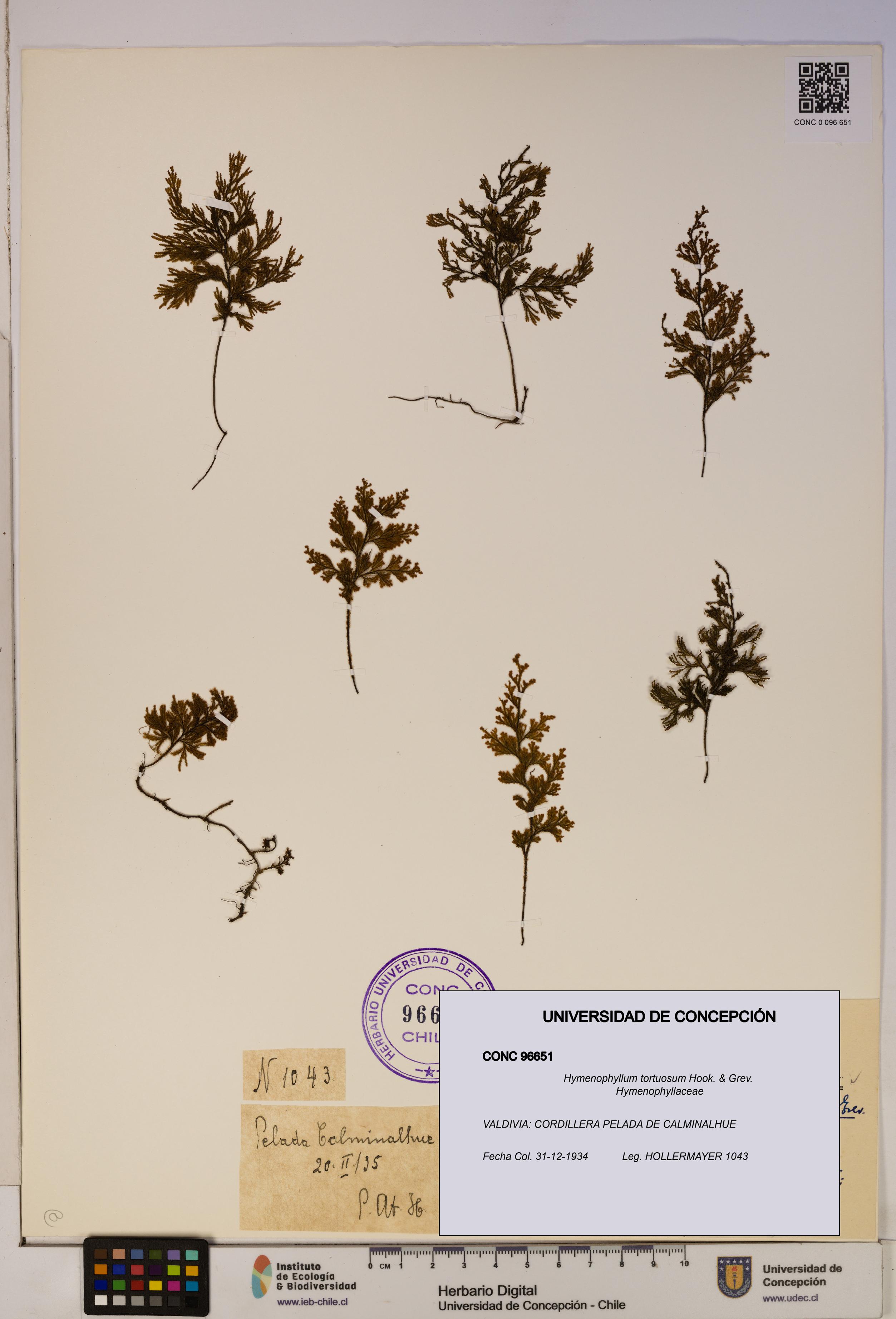 Hymenophyllum tortuosum [Espécimen: ]