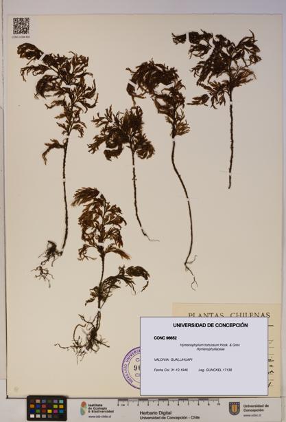 Hymenophyllum tortuosum [Espécimen: ]
