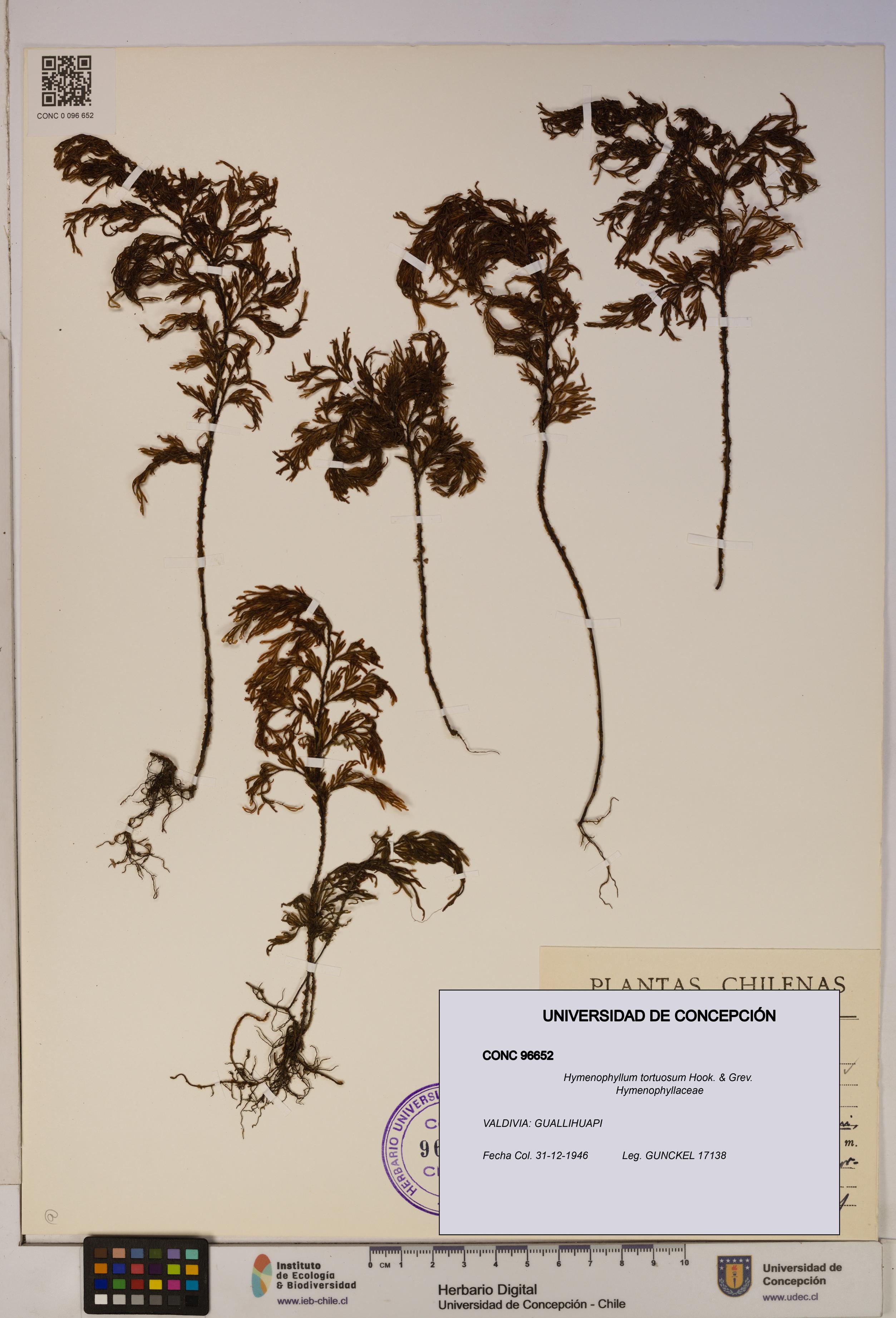 Hymenophyllum tortuosum [Espécimen: ]