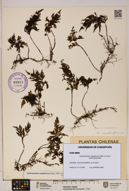Hymenophyllum magellanicum [Espécimen: ]