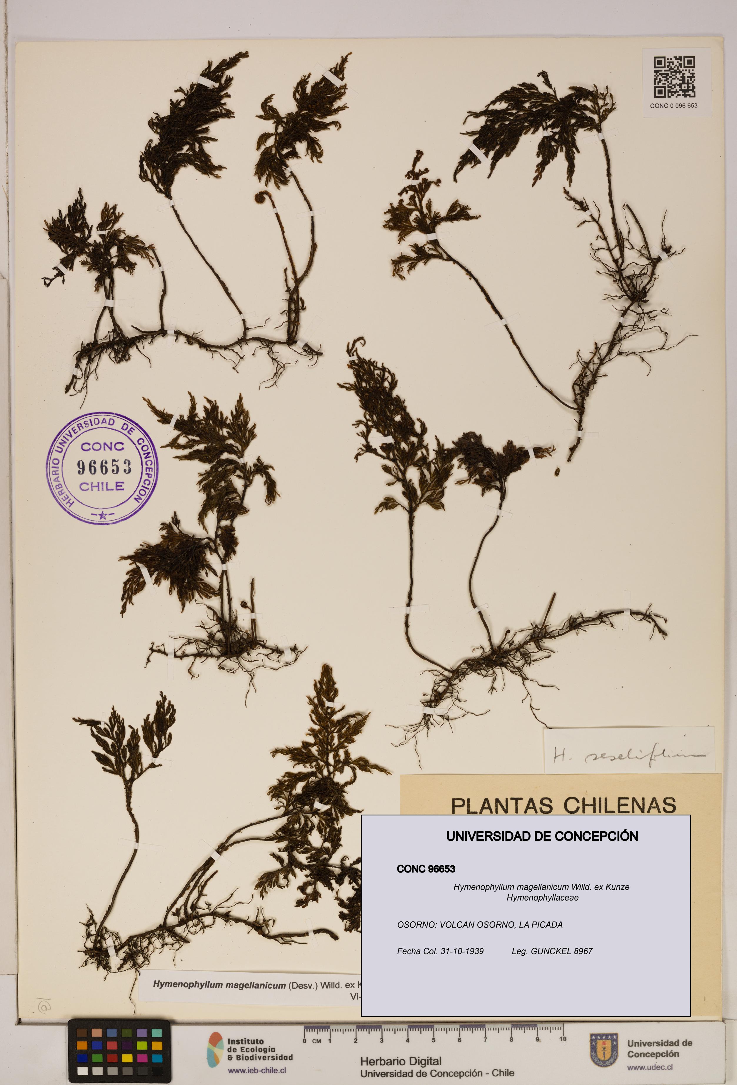 Hymenophyllum magellanicum [Espécimen: ]