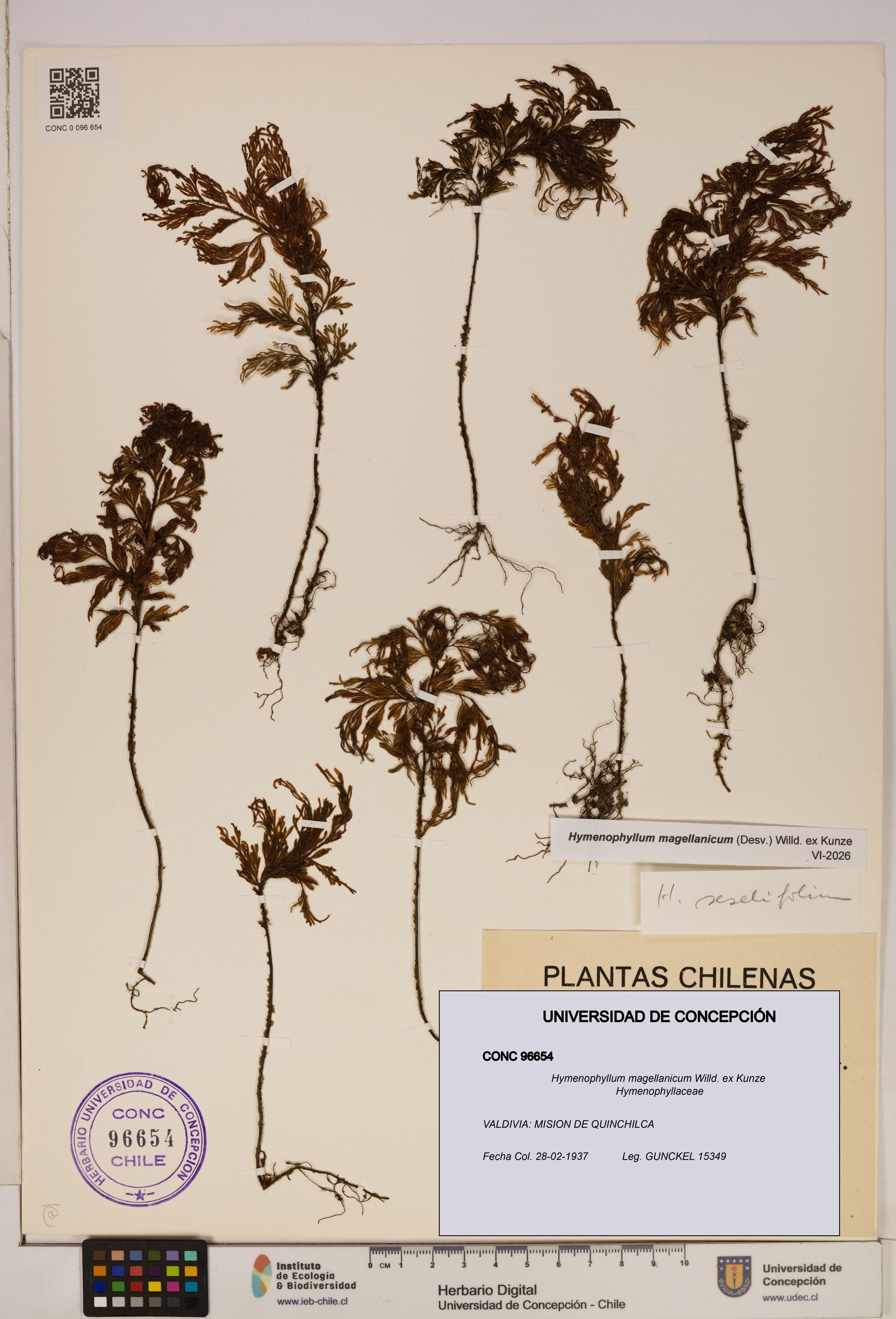 Hymenophyllum magellanicum [Espécimen: ]