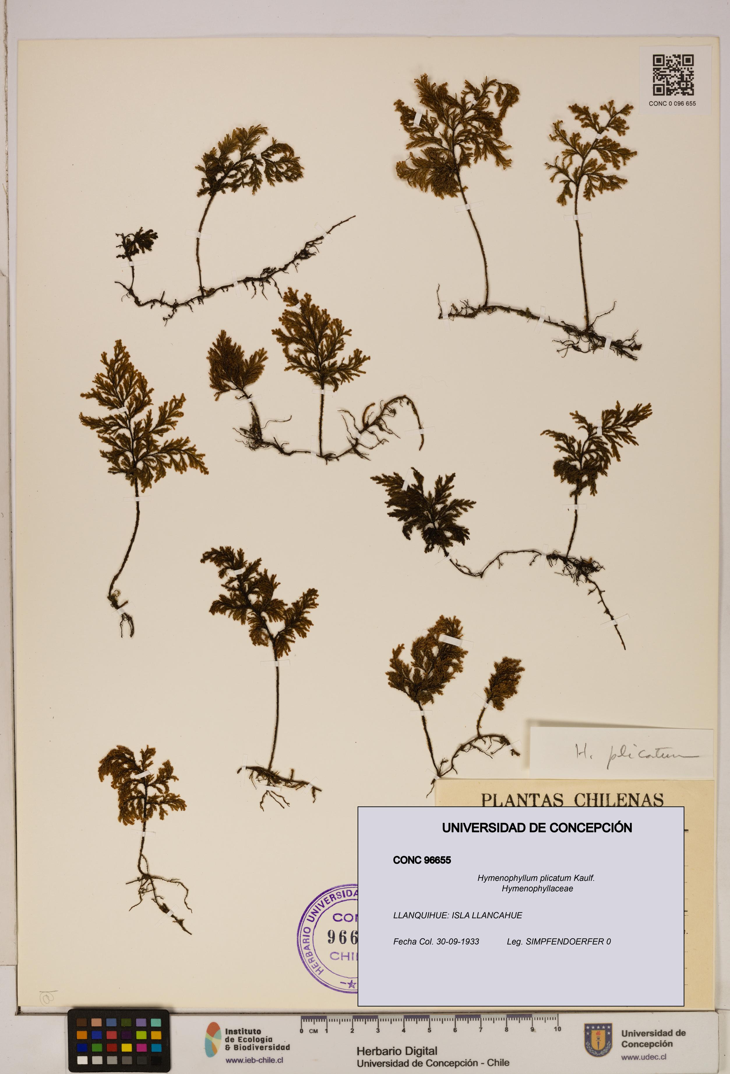 Hymenophyllum plicatum [Espécimen: ]