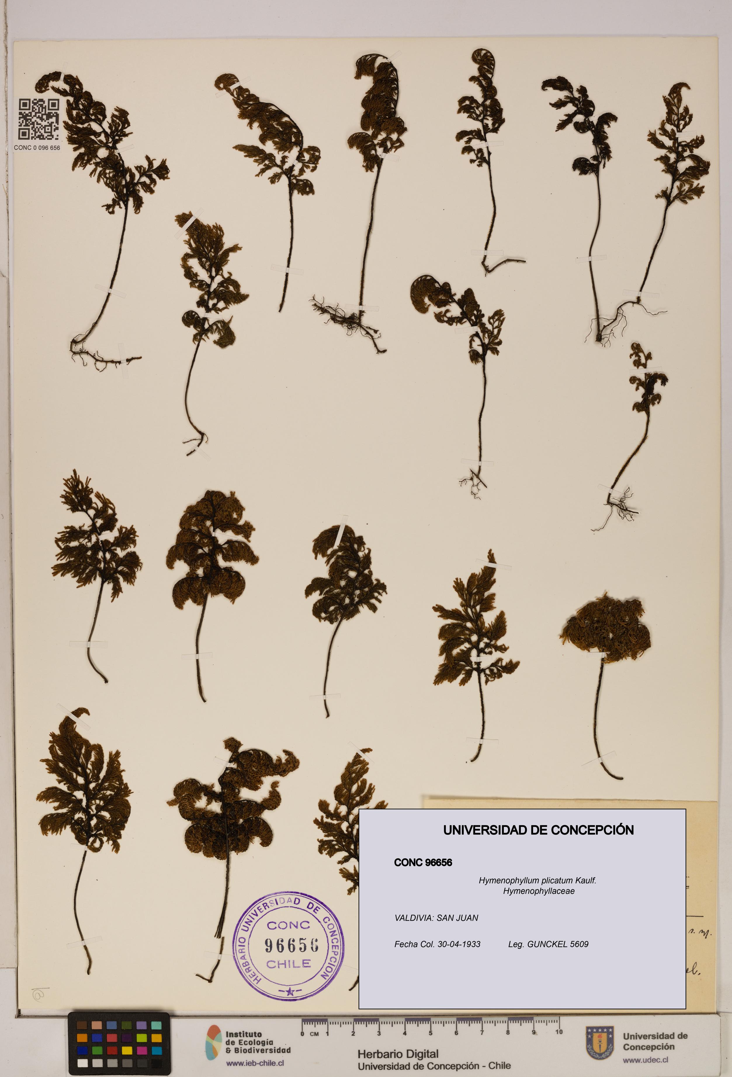 Hymenophyllum plicatum [Espécimen: ]