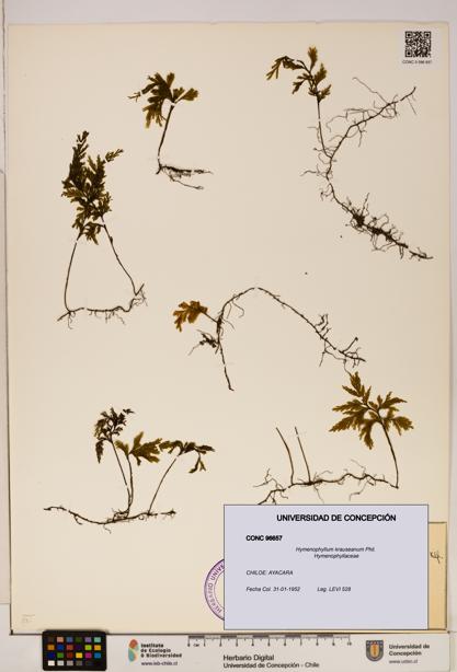 Hymenophyllum krauseanum [Espécimen: ]